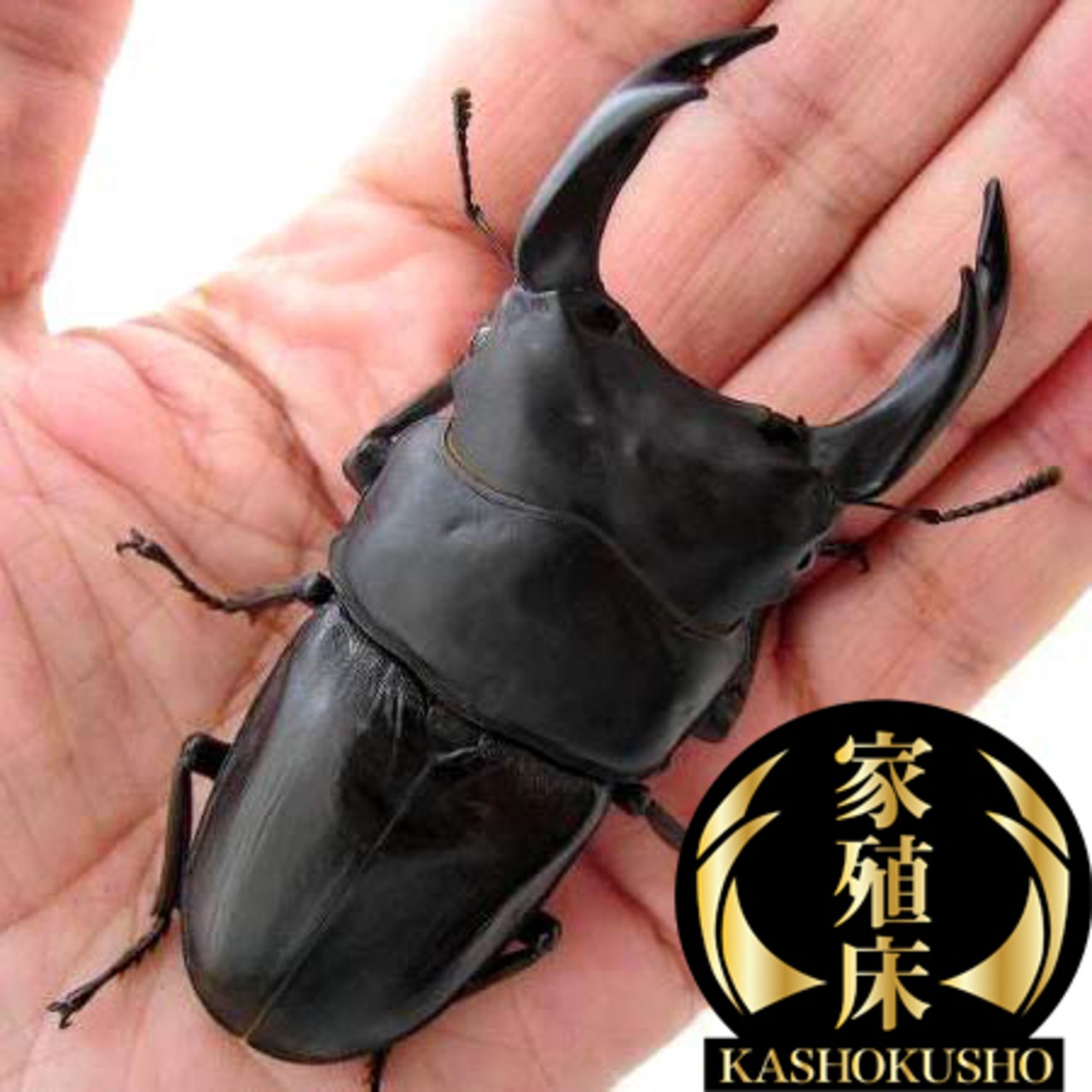 オオクワガタ 能勢YG ペア オス78.7mm（即ブリ） | 輝心堂 最高級菌糸  