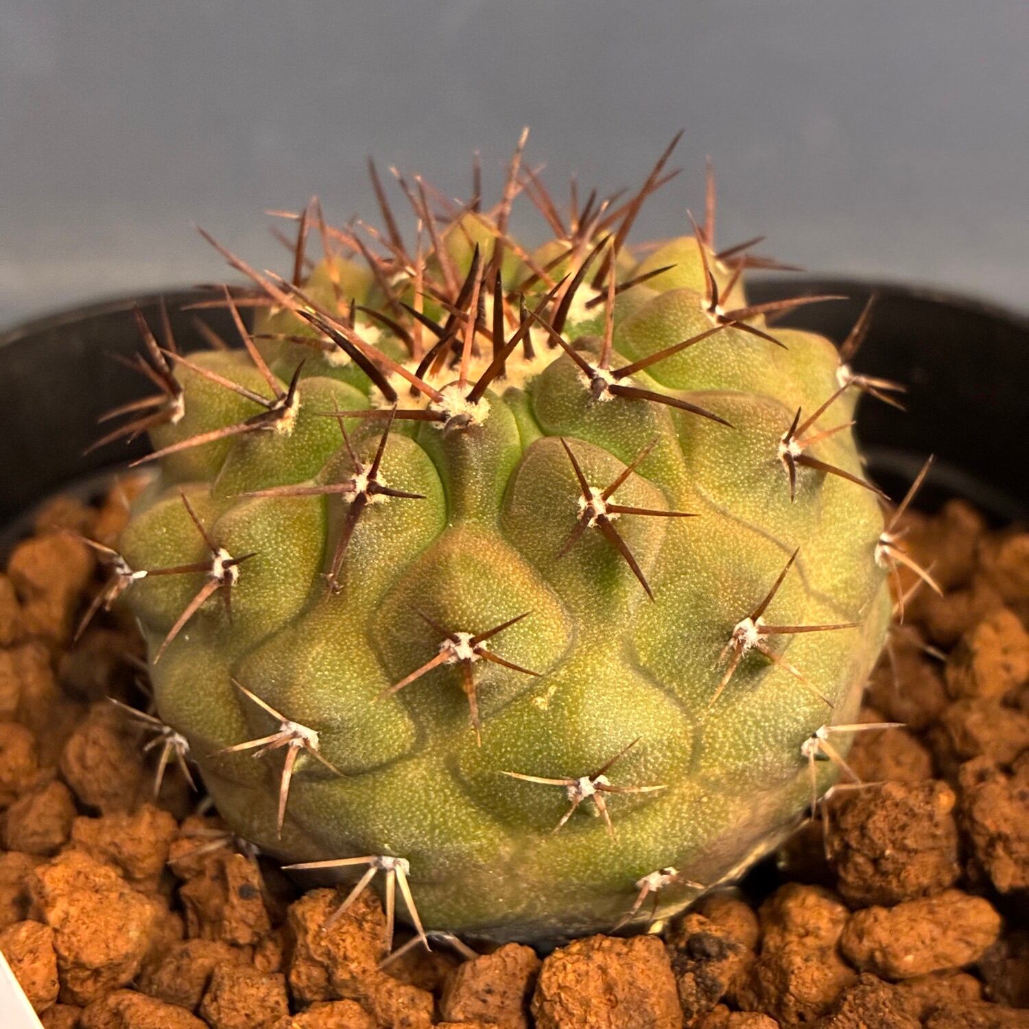Copiapoa】サボテン コピアポア コルムナアルバ 孤竜丸 実生【561