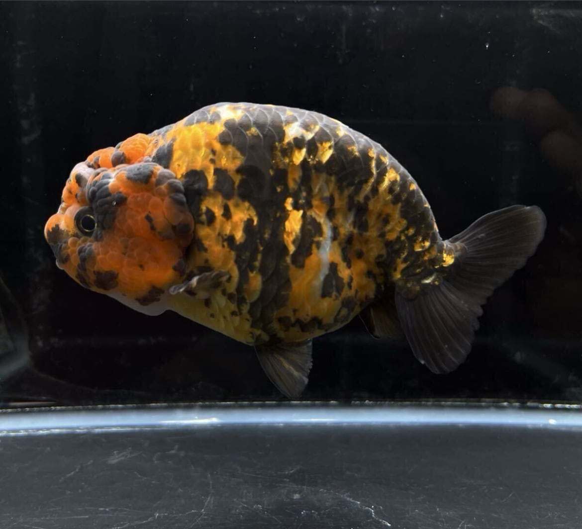 中国便 タイガーらんちゅう 江戸錦 極上美魚 金魚