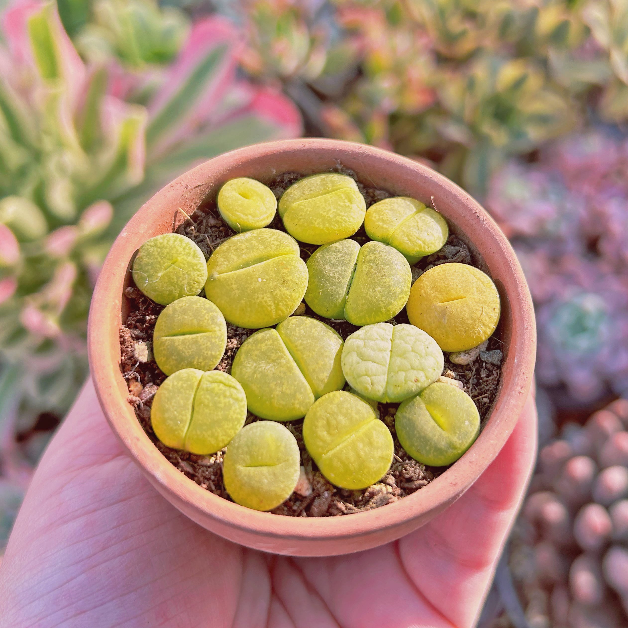 pomyuz様S46、S47 40種類違いカラフルセット多肉植物リトープス抜き苗