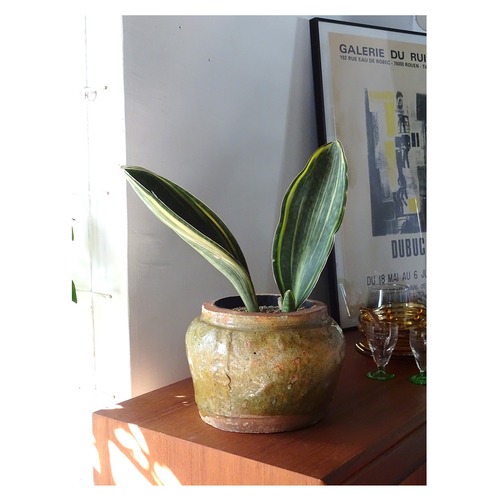Vintage Pot + Sansevieria masoniana
