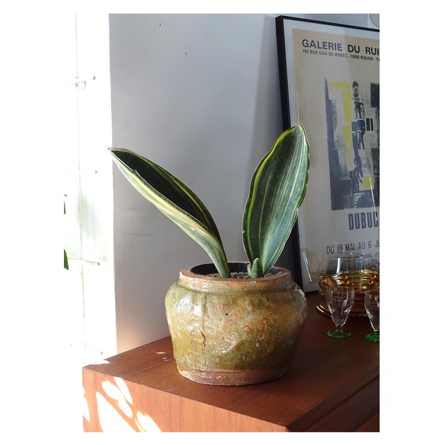 Vintage Pot + Sansevieria masoniana