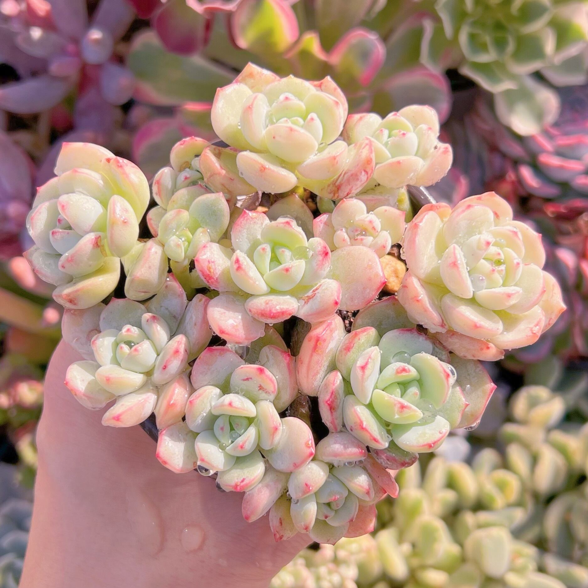 現品　バニラビス#A08　るる農園