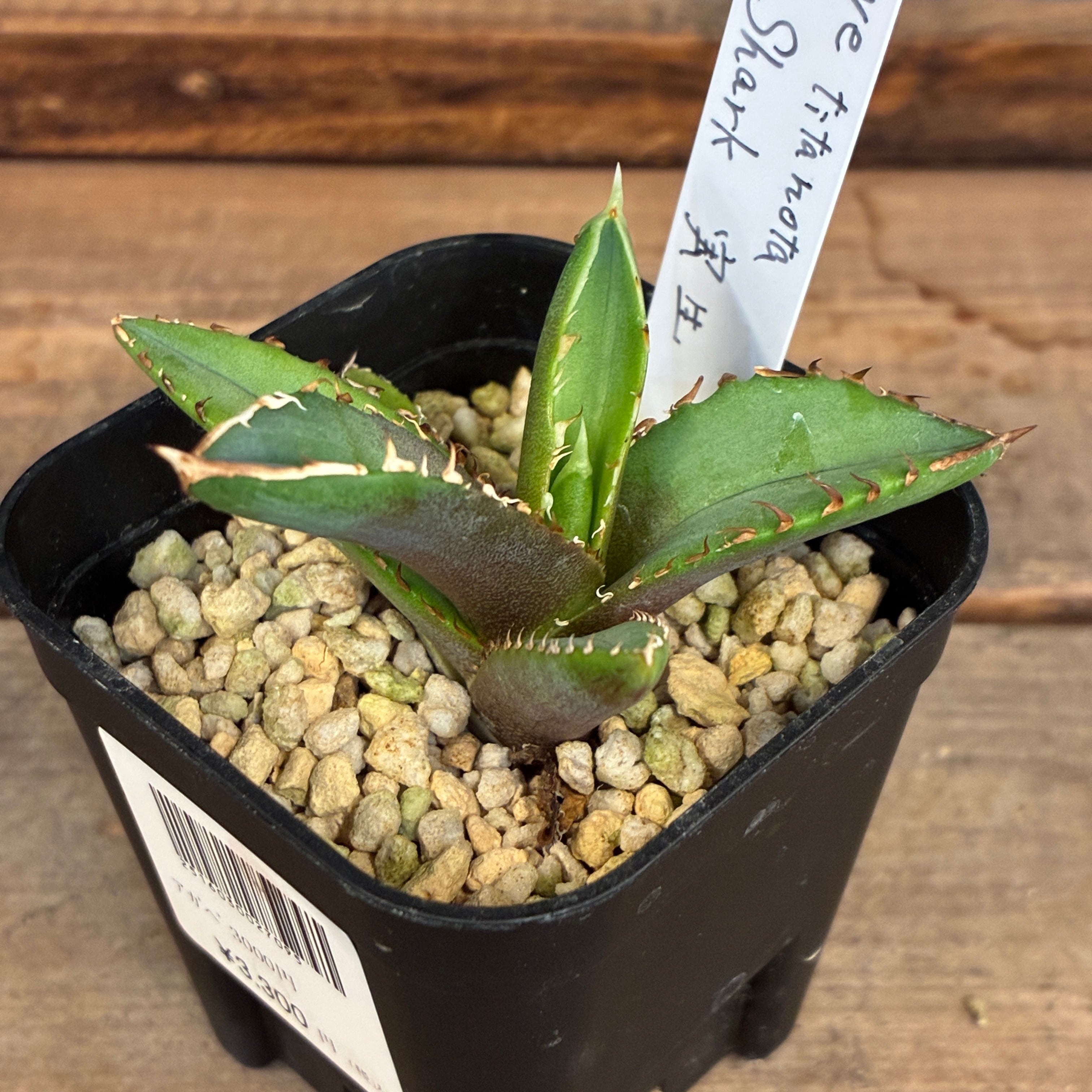 多肉植物 | PROTOLEAF プロトリーフ