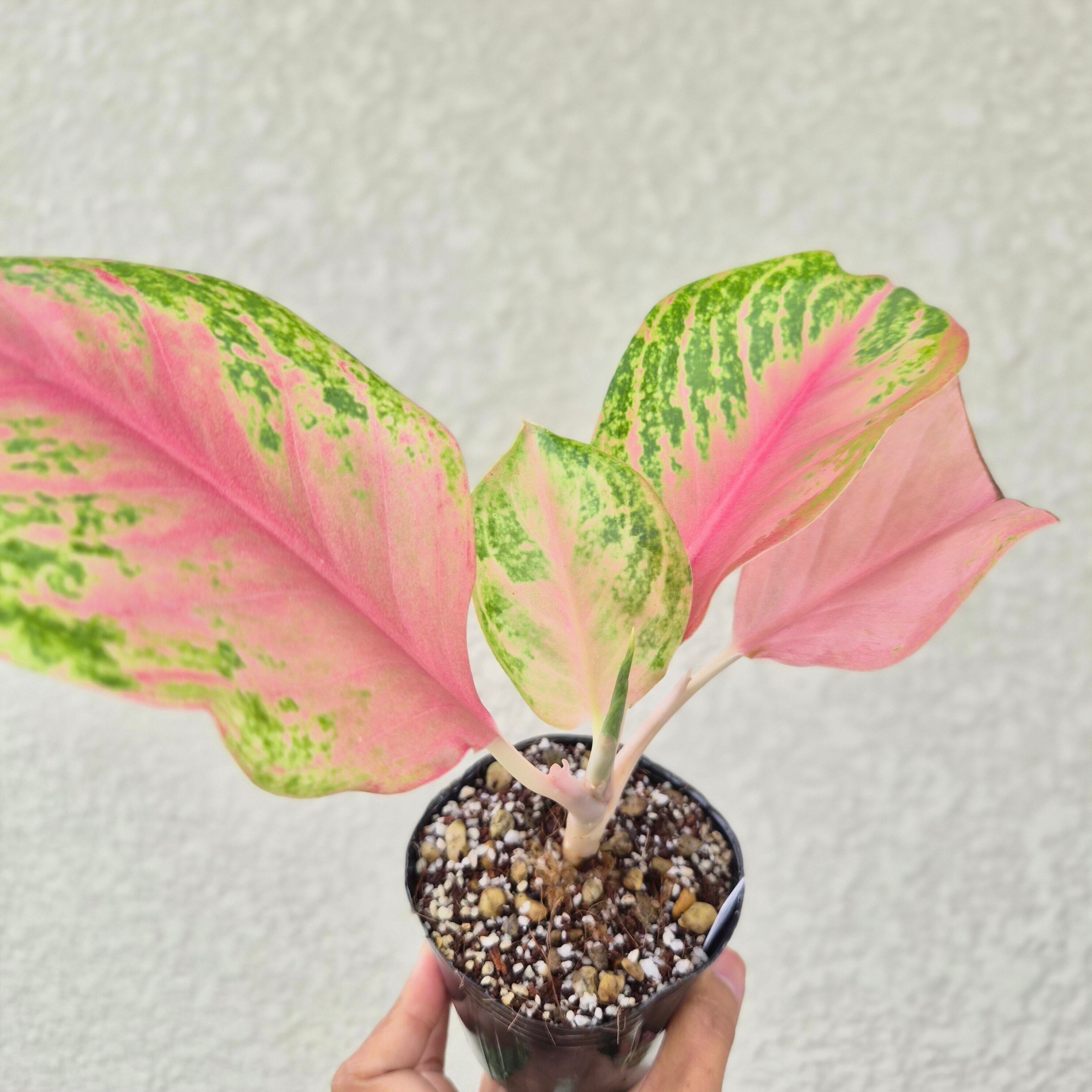 ①《Aglaonema Pink Bay 》アグラオネマ・ピンクベイ観葉植物 /ポット発送