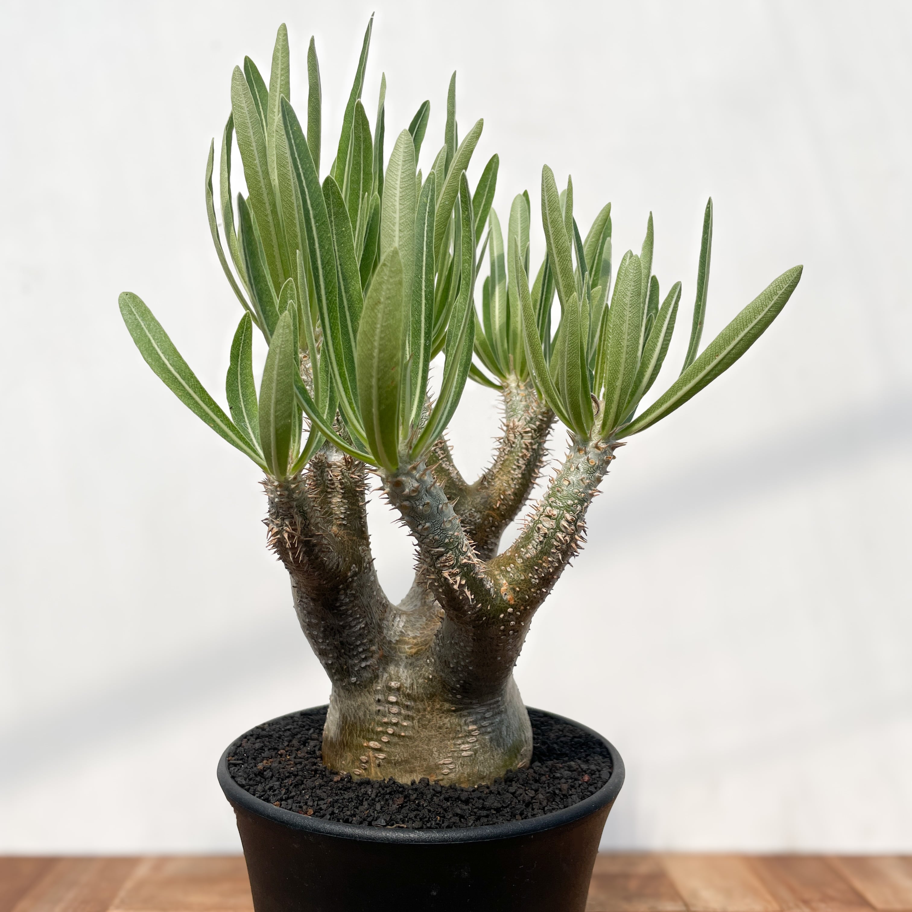 Pachypodium rosulatum var. inopinatum 【パキポディウム