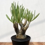 Pachypodium rosulatum var. inopinatum 【パキポディウム・イノピナツム】