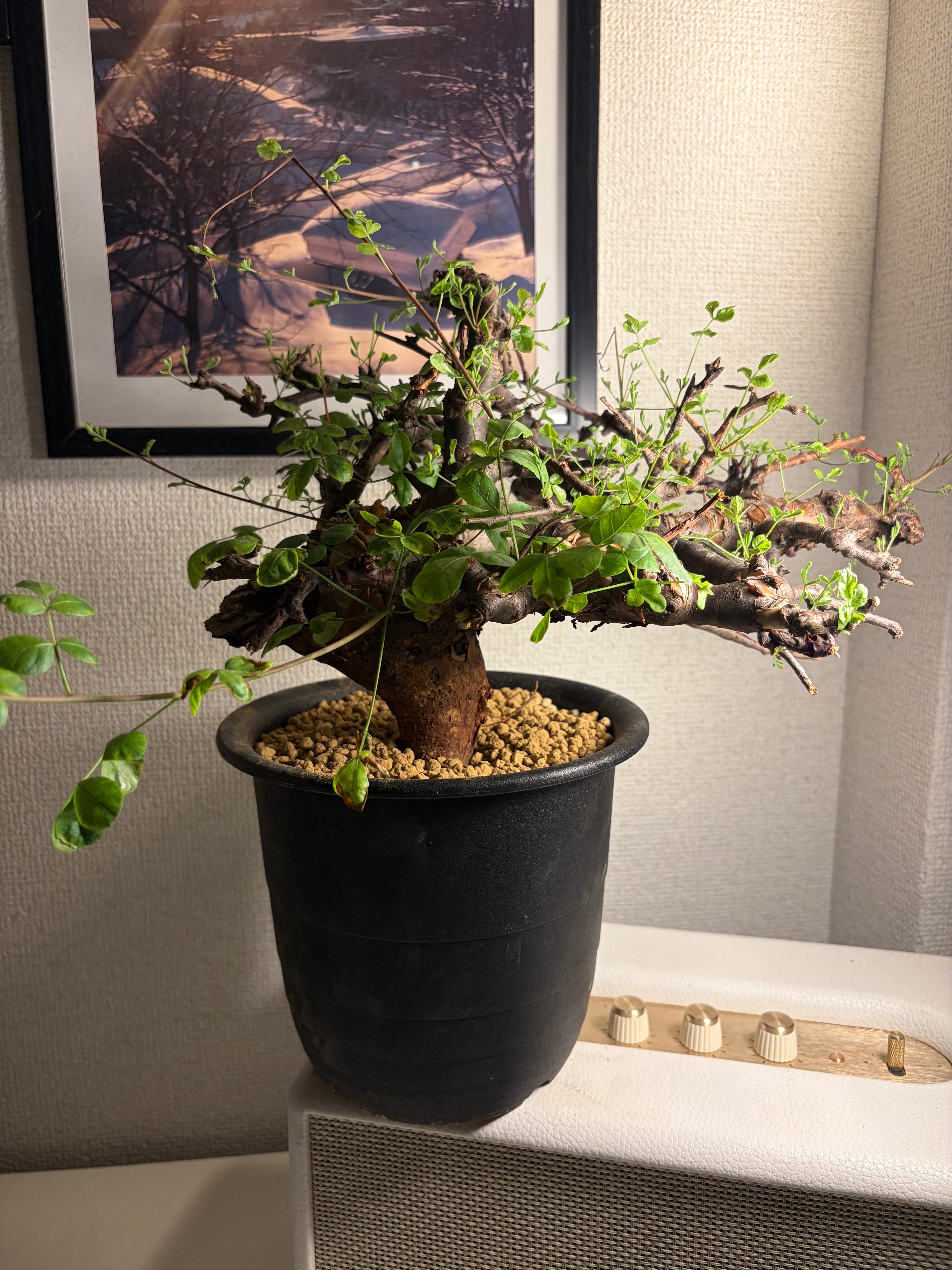 コミフォラ カタフ ピュアソマリア Commiphora アデニア アクレアータ