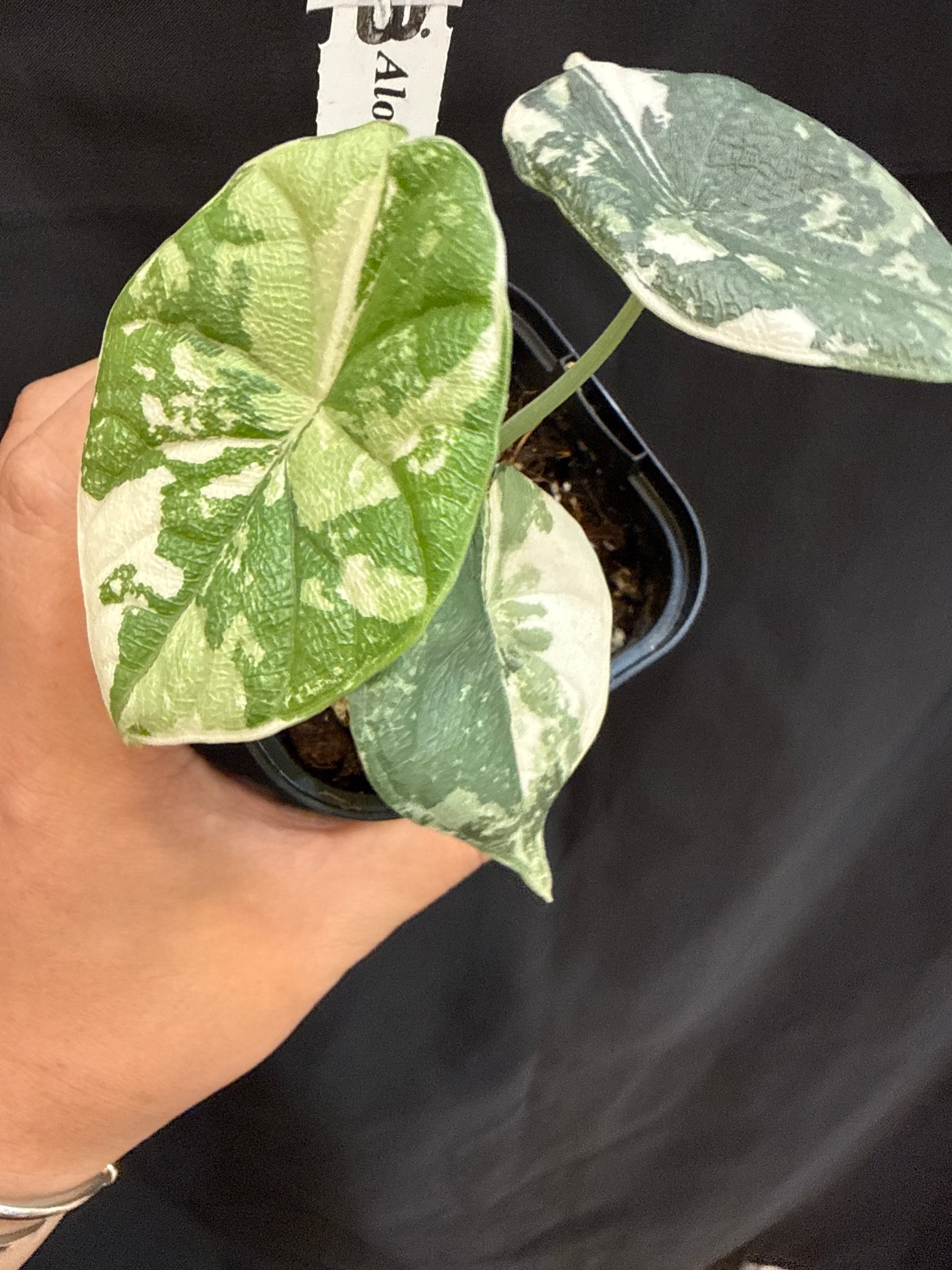 A (U.J.)アロカシア メロ albo variegated | Gardenえん 【観葉熱帯植物】