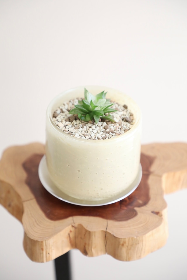 【S】ハオルチア 氷砂糖/Haworthia ※陶器鉢付き
