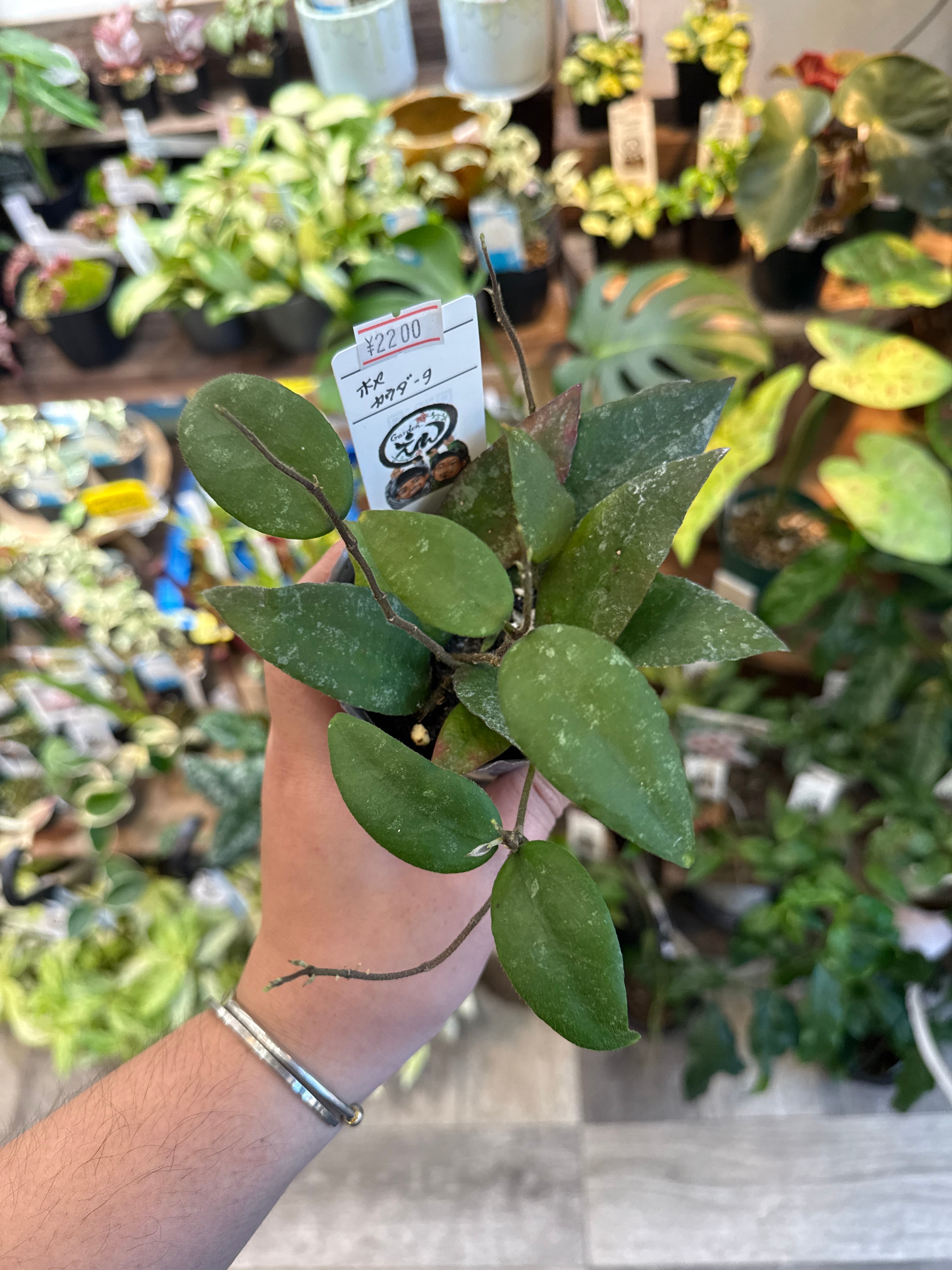 ホヤ　カウダータ　大株 ホヤ カウダータ(赤く紅葉する) | Gardenえん 【観葉熱帯植物】