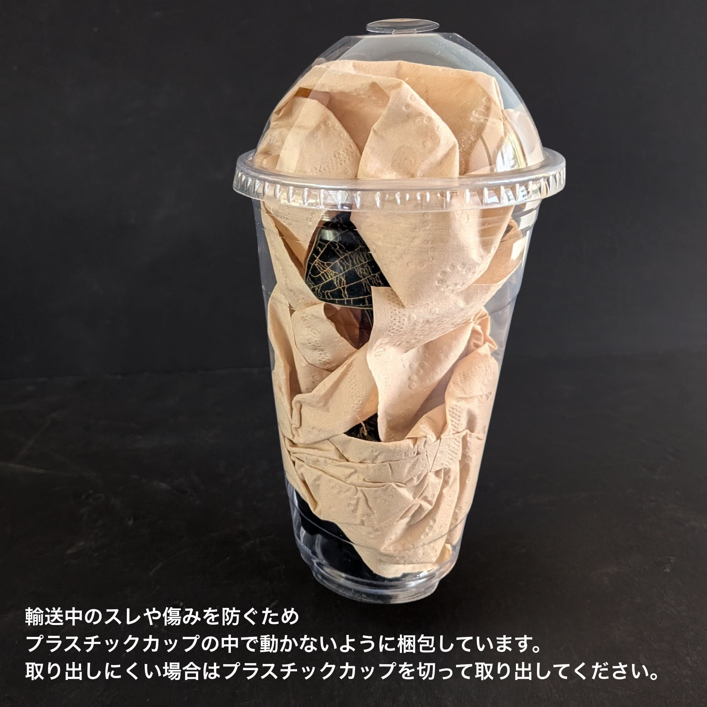 ◇現品◇Cystorchis stenoglossa【ジュエルオーキッド宝石蘭／TheGAKI