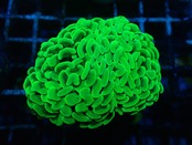 ParaAncora GlowYellow 1