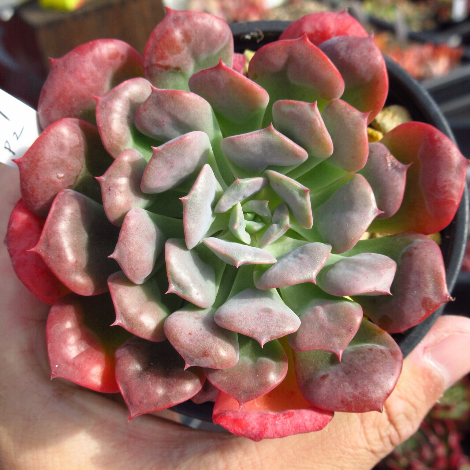多肉植物 韓国苗 オカケンP様 多肉植物 韓国苗 オカケンP様