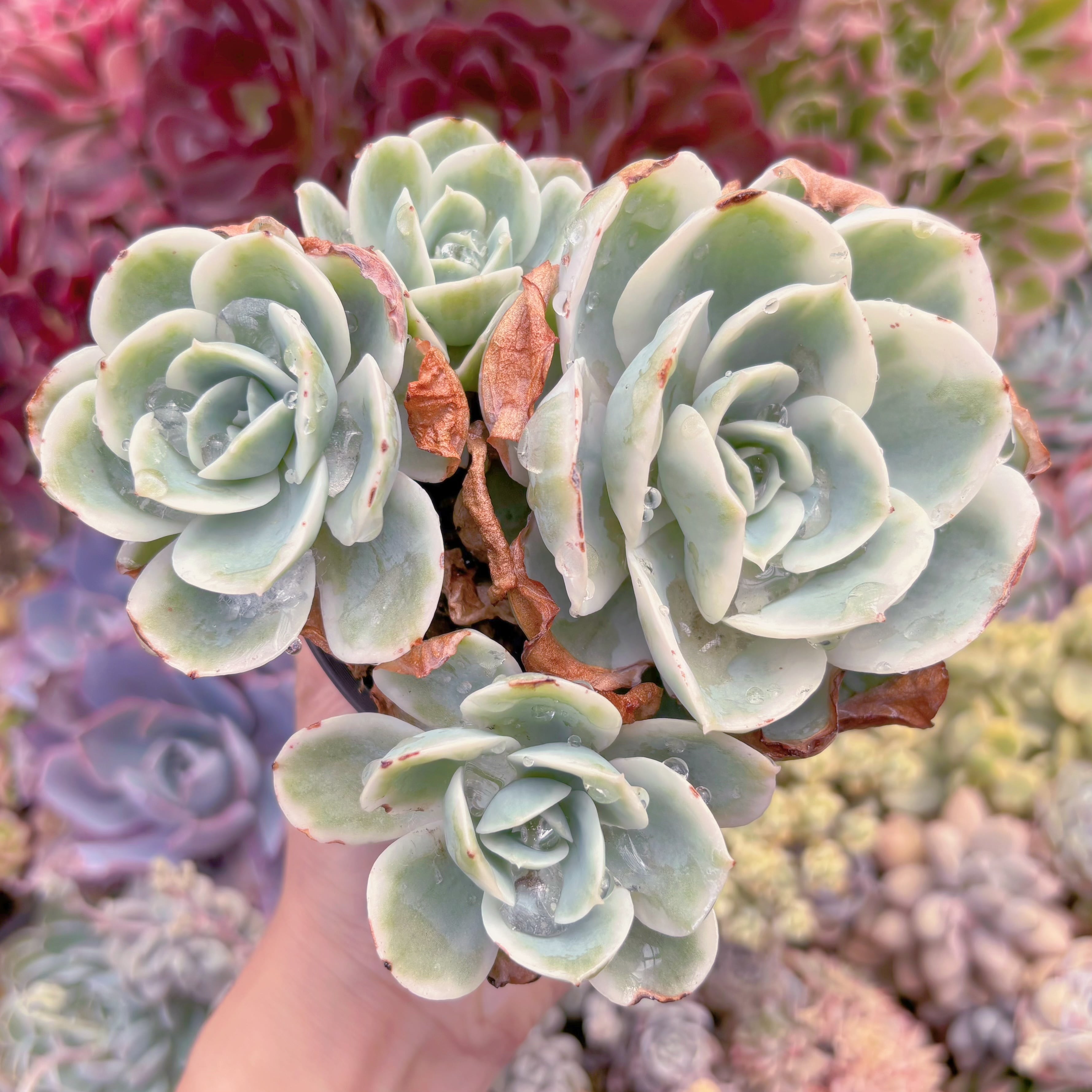 現品　レモンローズ錦#787　群生　新入荷　るる農園