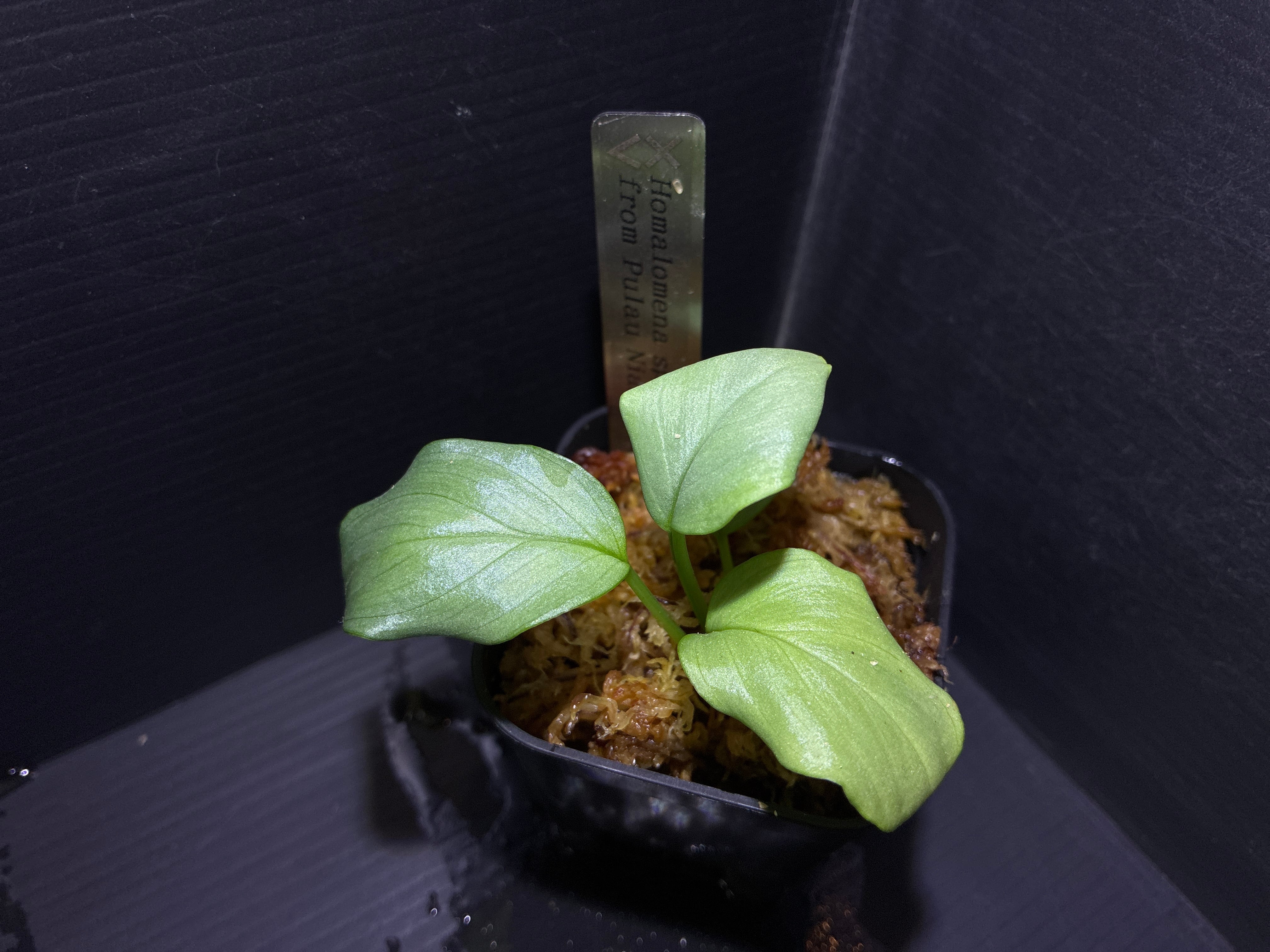 Bucephalandra sp. Murung raya【LA0515-03】 Bucephalandra sp. Murung raya 【LA0515-03】① | AquaFocus