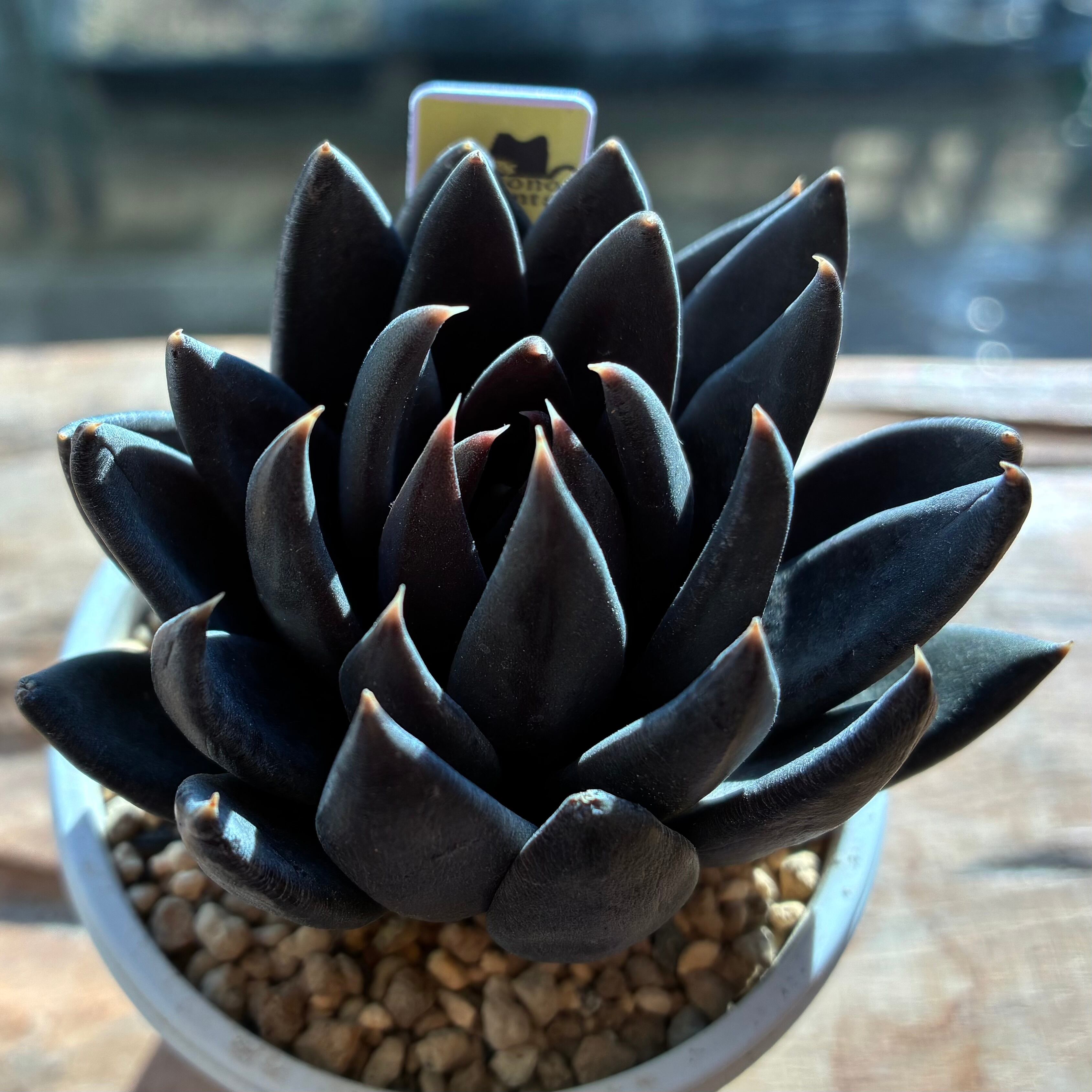 ハオルチア 花狐錦 ハオルチア 花狐錦