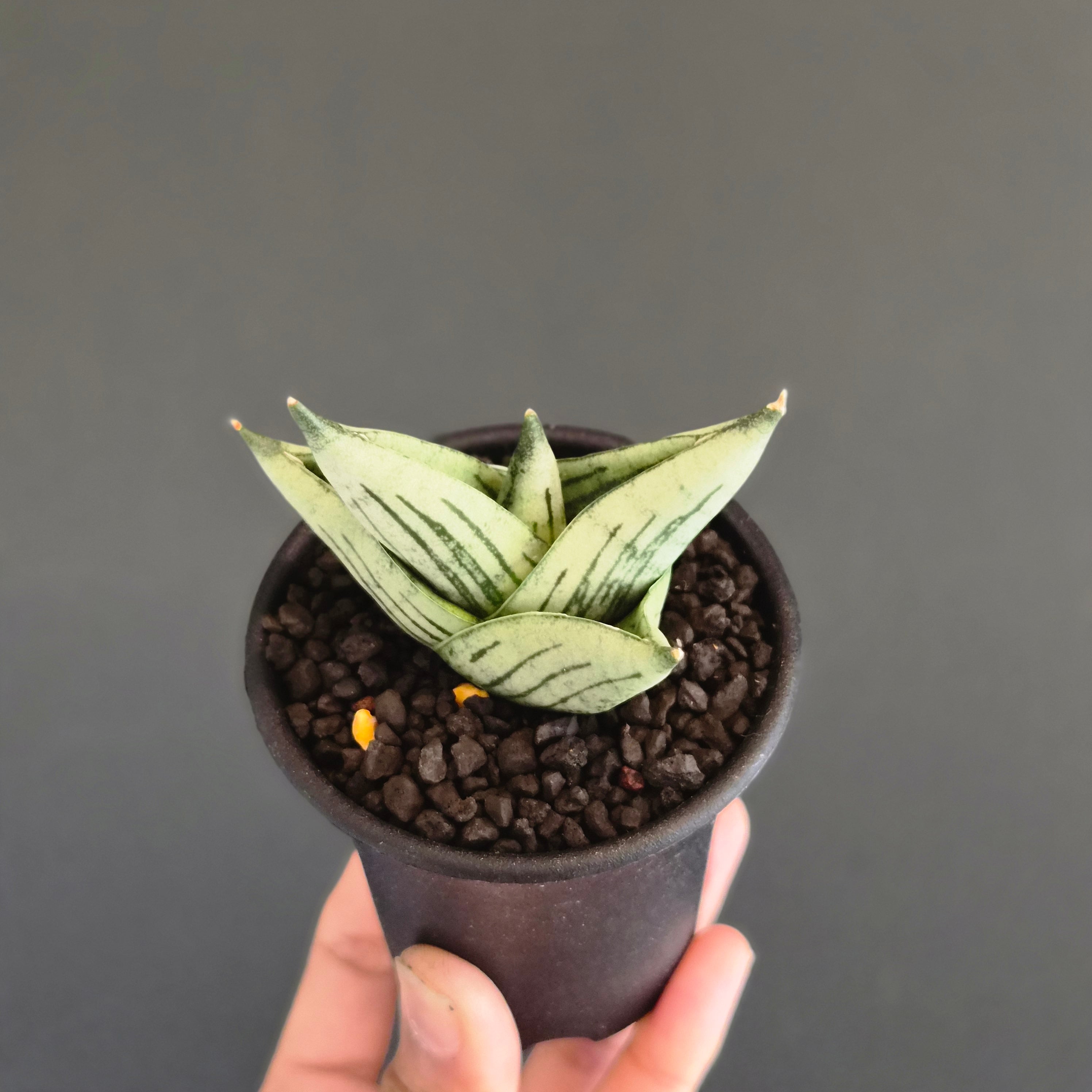 サンスベリア Sansevieria Sanruk サンスベリア・ルーキー（Sansevieria Rookie） | Plants Baka