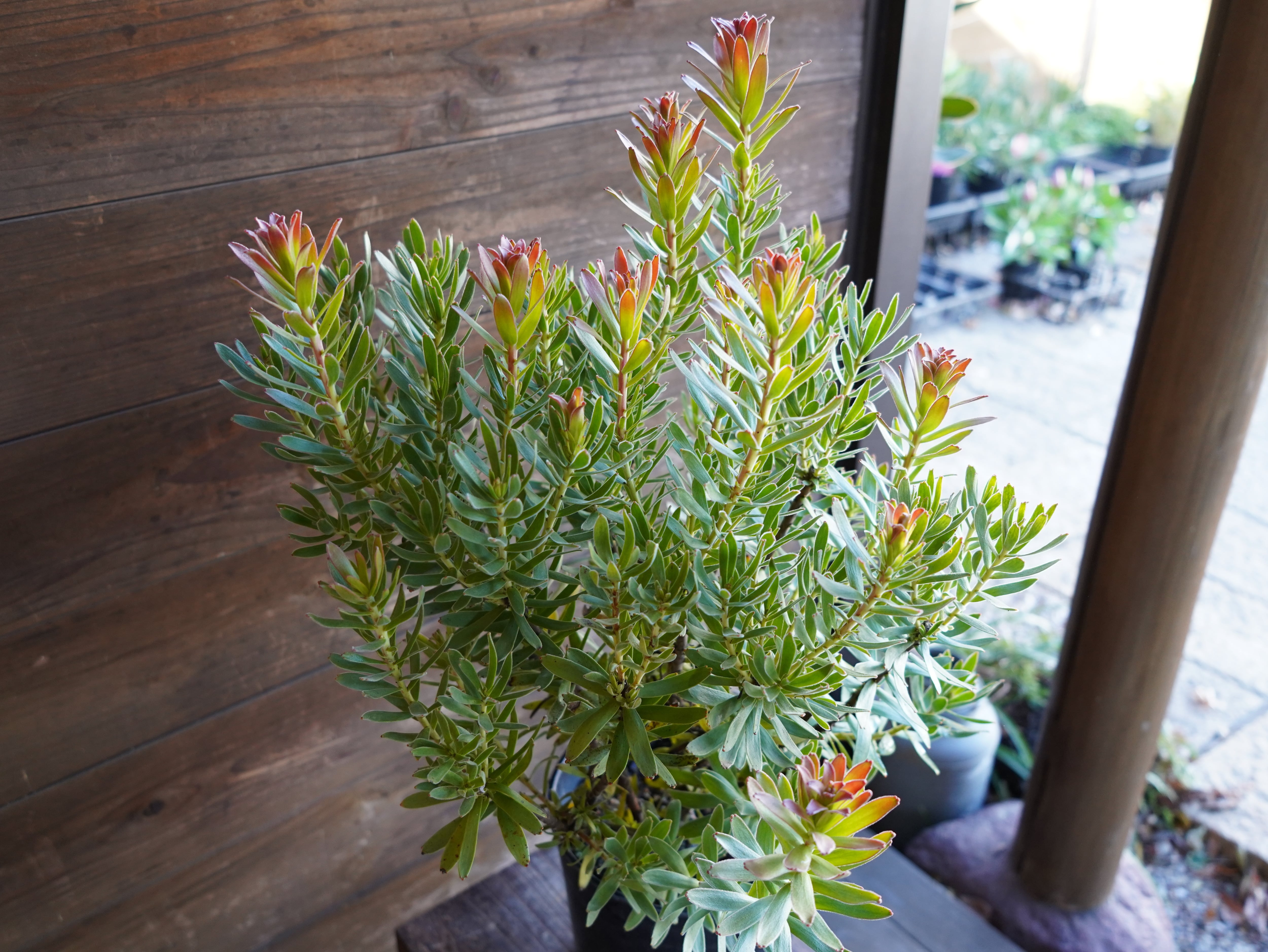 【現物】ミメテス　”クラッカージャックレッド”