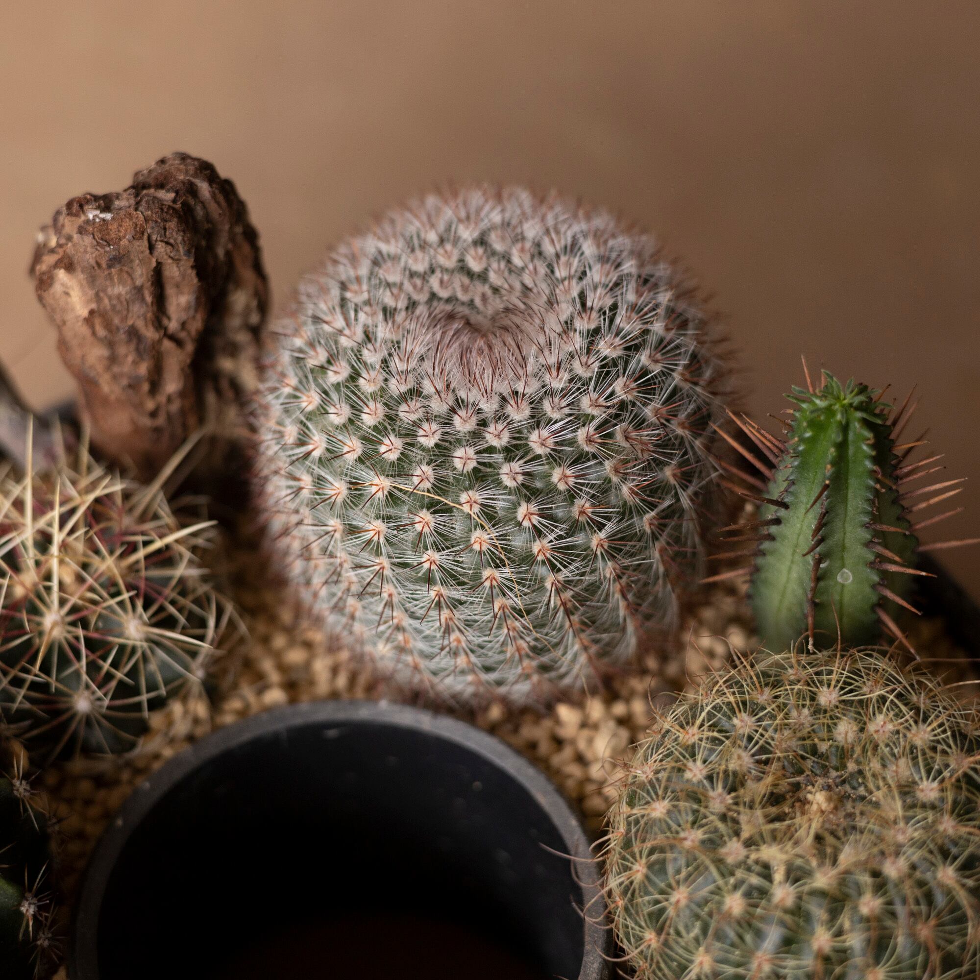 サボテン リース 寄せ植え 箱庭 多肉植物 ミニ 観葉植物 プレゼント