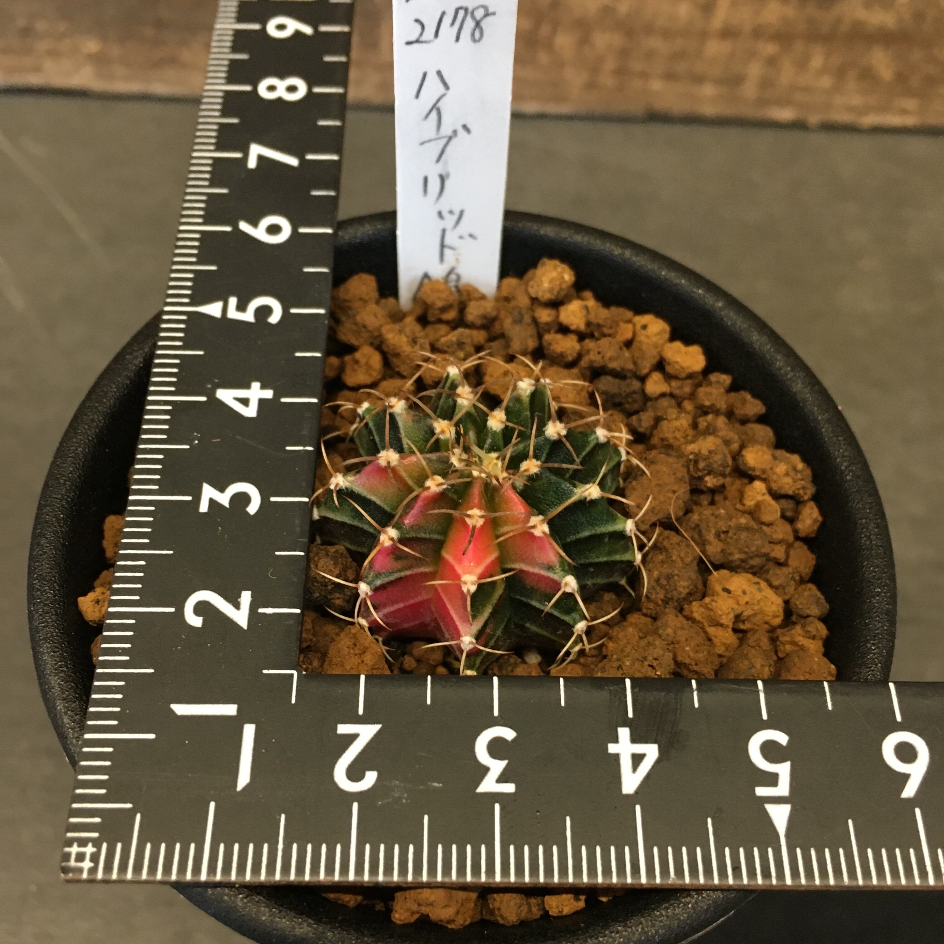 【廃盤希少 新品】キム・カシュカシャン『ヒンデミット/ブリテン『ラクリメ』/…』 廃盤希少 新品】キム・カシュカシャン『ヒンデミット/ブリテン