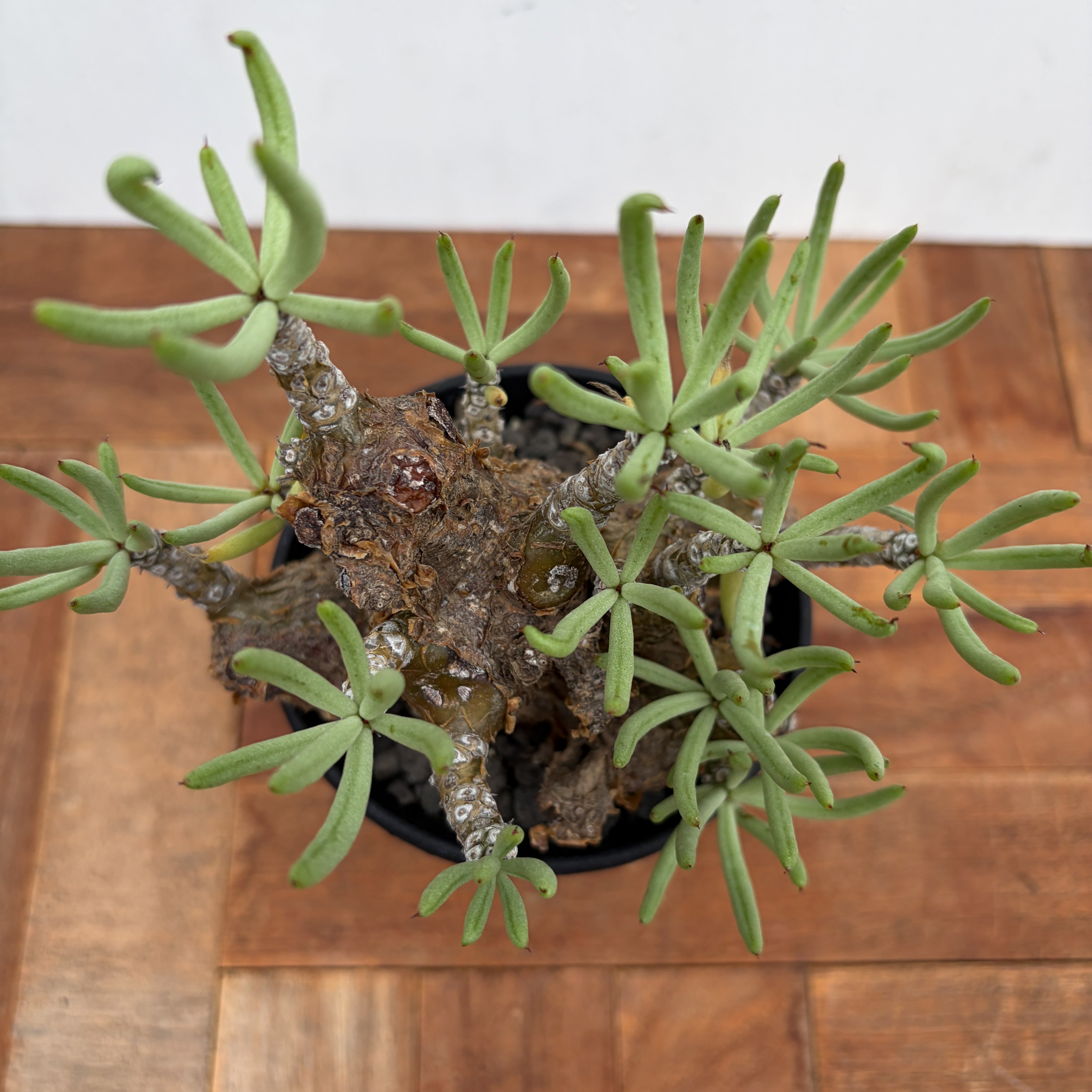 Tylecodon pearsonii【チレコドン・ペアルソニー】 | RIMO'S GREEN