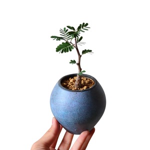 メリディオナリス