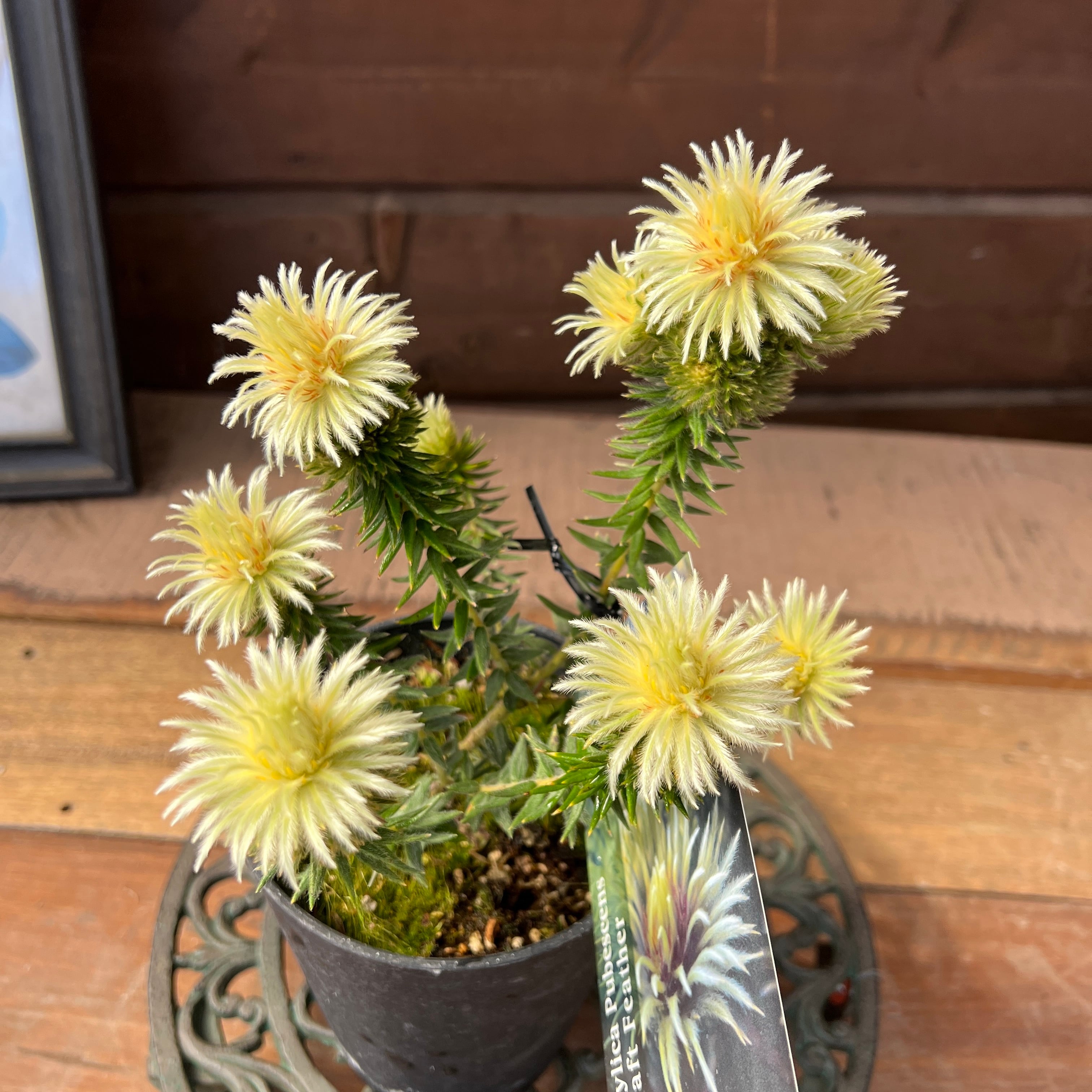 ◇1点限り◇ディーンツリーパインブラウンシュガー （オージープランツ）7号鉢 ダインツリーパイン ブラウンシュガー オージープランツ