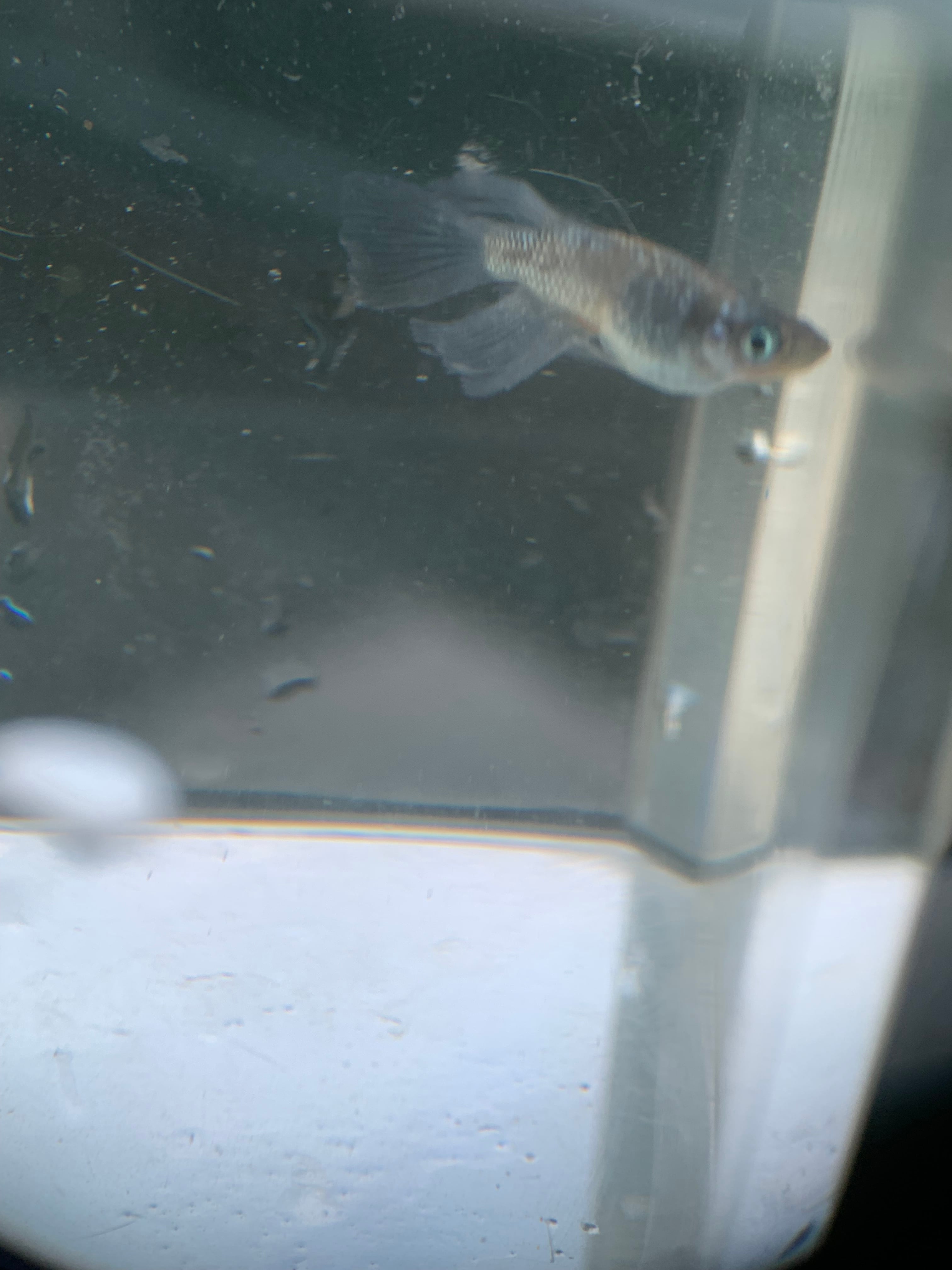 【桜めだか】三色ラメ幹之メダカ 5匹＋1匹 SMサイズ 11月孵化 静楽庵様から購入親個体使用 メダカ 三色ラメ 5匹の通販