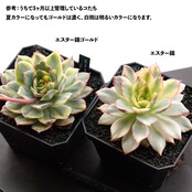 カット苗 エスター錦 標準サイズ Echeveria 'Esther Variegated'