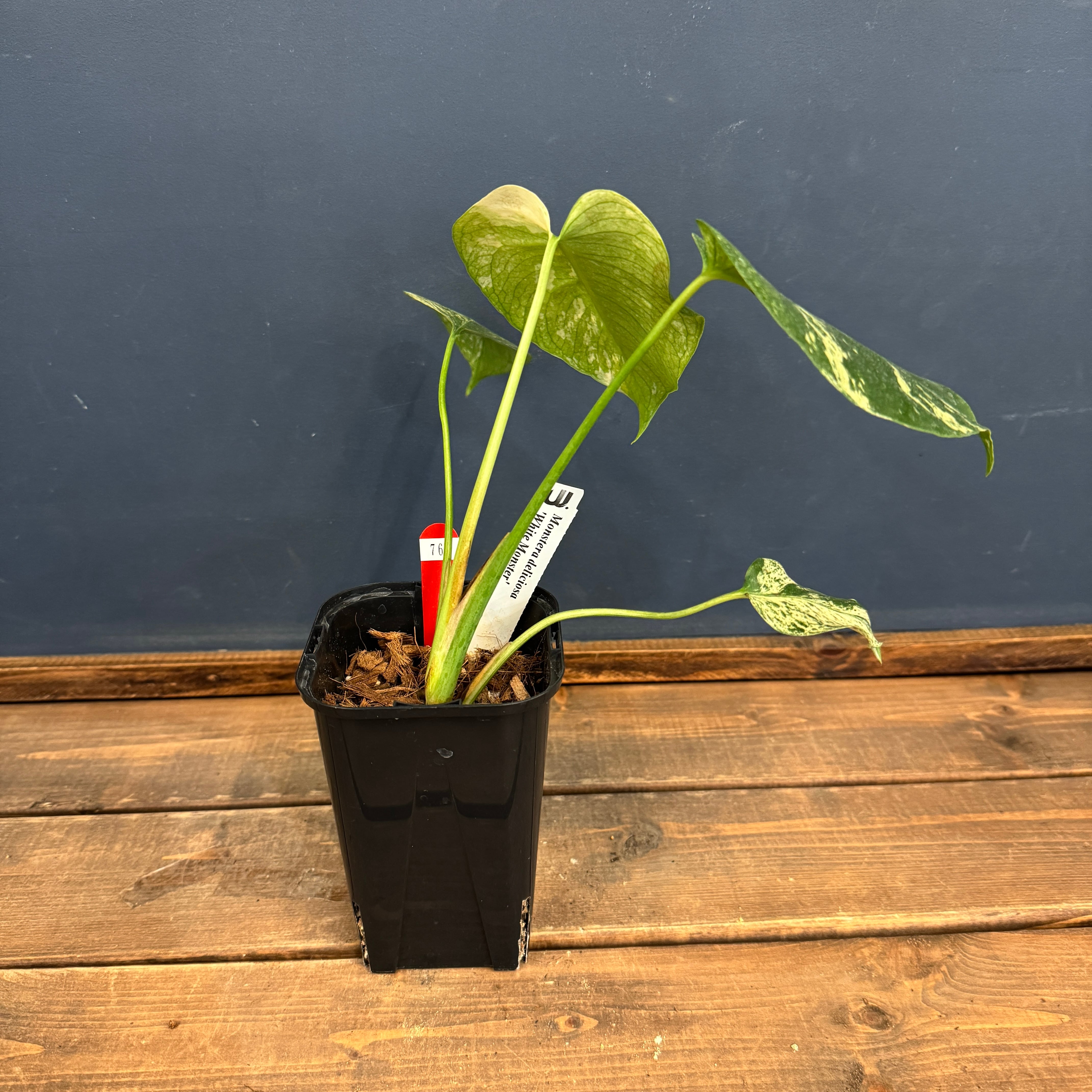 モンステラ ホワイトモンスター【768】 | PROTOLEAF プロトリーフ