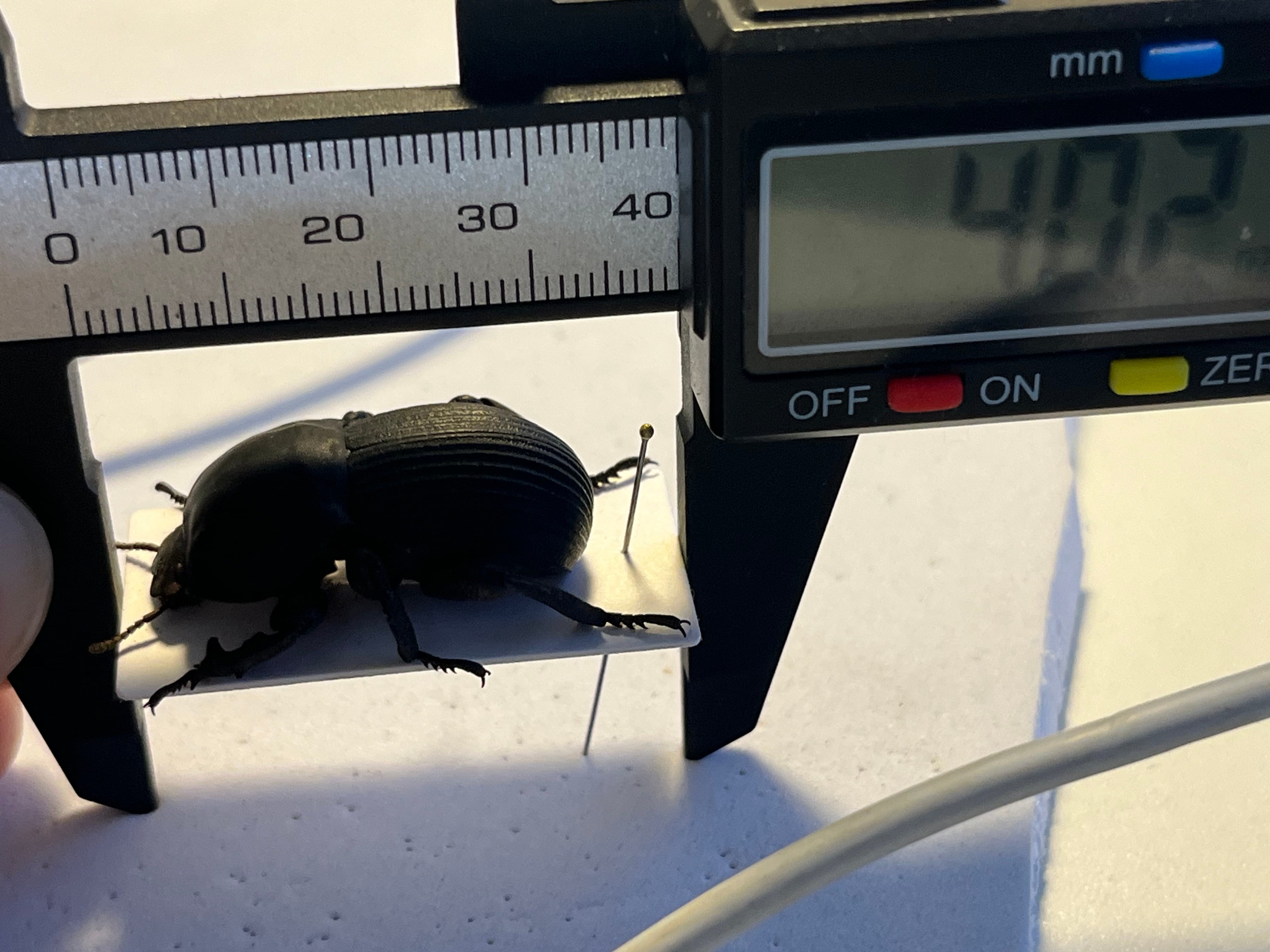 象虫標本】マッシブなゾウゴミムシダマシAnomalipus elephas ゾウムシ