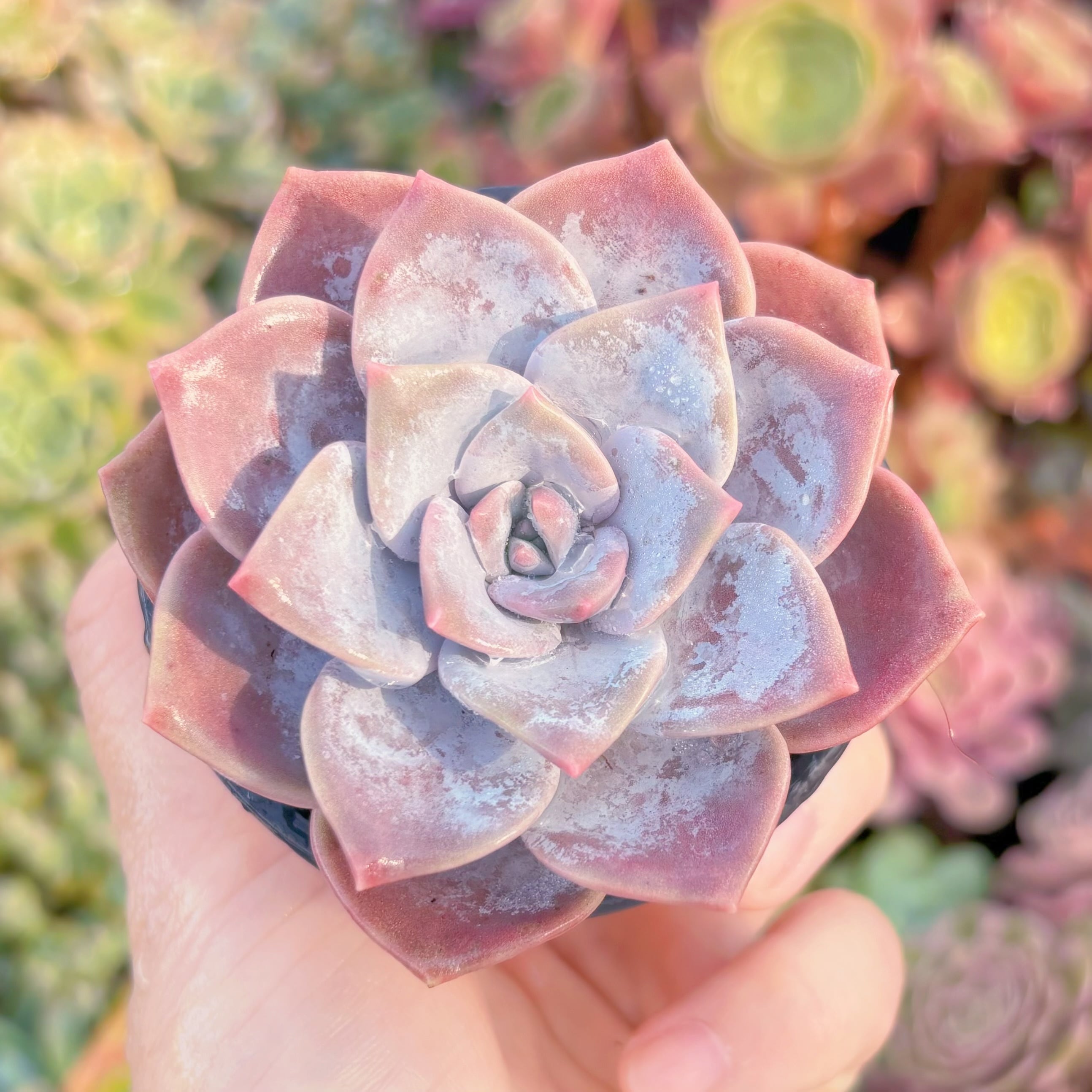 現品　桜雪#589　るる農園