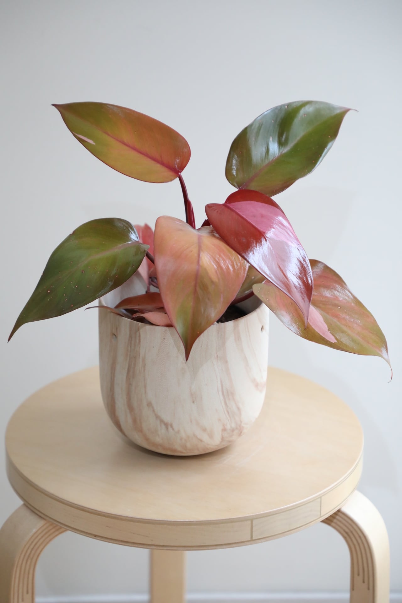 M】フィロデンドロン パーシモンプリンセス/Philodendron | 【厳選植物