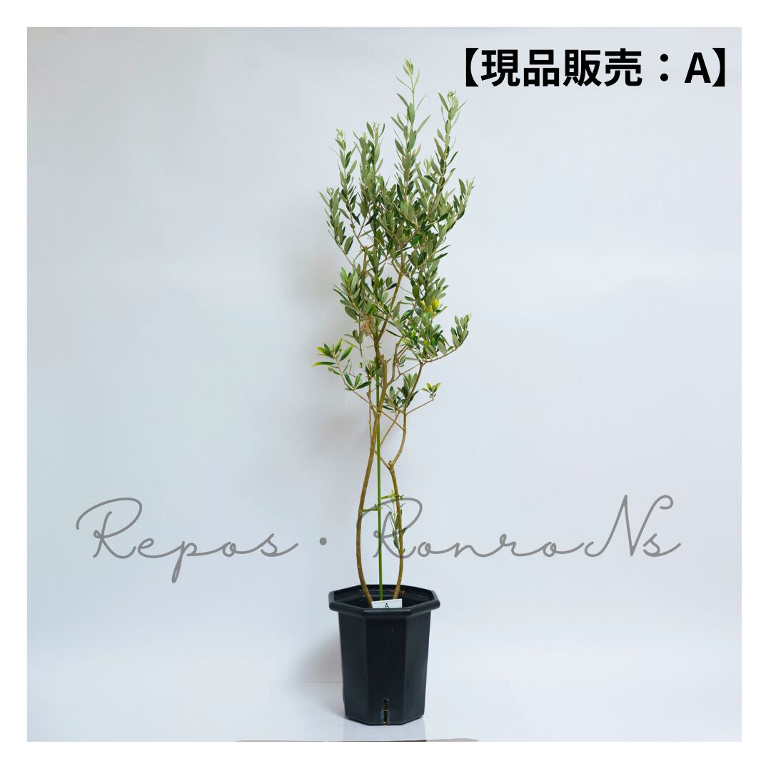 オリーブ :アルベキーナ【現品販売:A】( 7号)希少品種 アルベキナ 常緑樹 オリーブの木