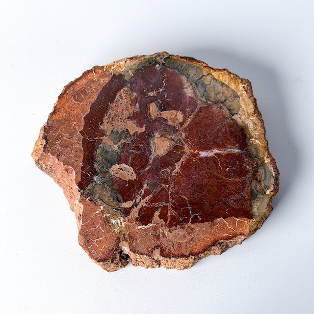 ペトリファイドウッド（珪化木）スラブ ＊ Petrified Wood ＊ 天然石