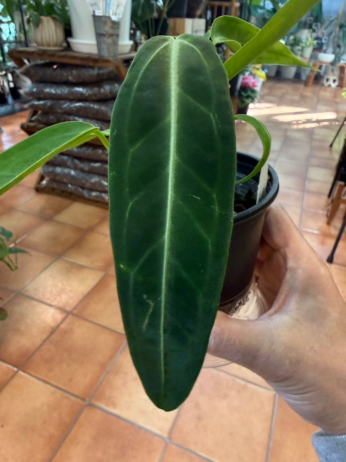 アンスリウム・ワロクアナム ④ 2.5号 希少 | 観葉植物と雑貨のお店