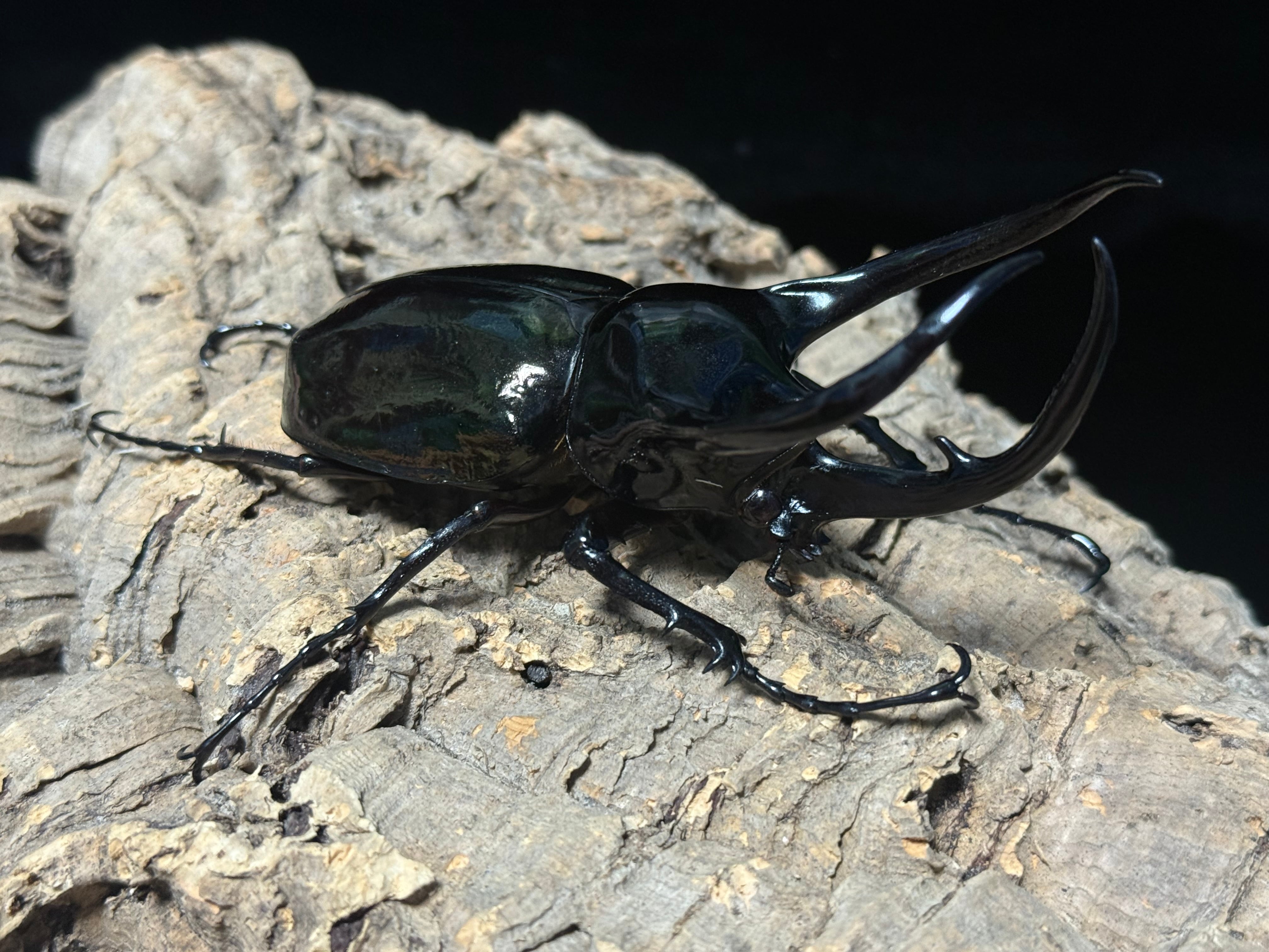 WD タイリクコーカサス ♂120mm ♀61mm ペア | BeetleHouse79