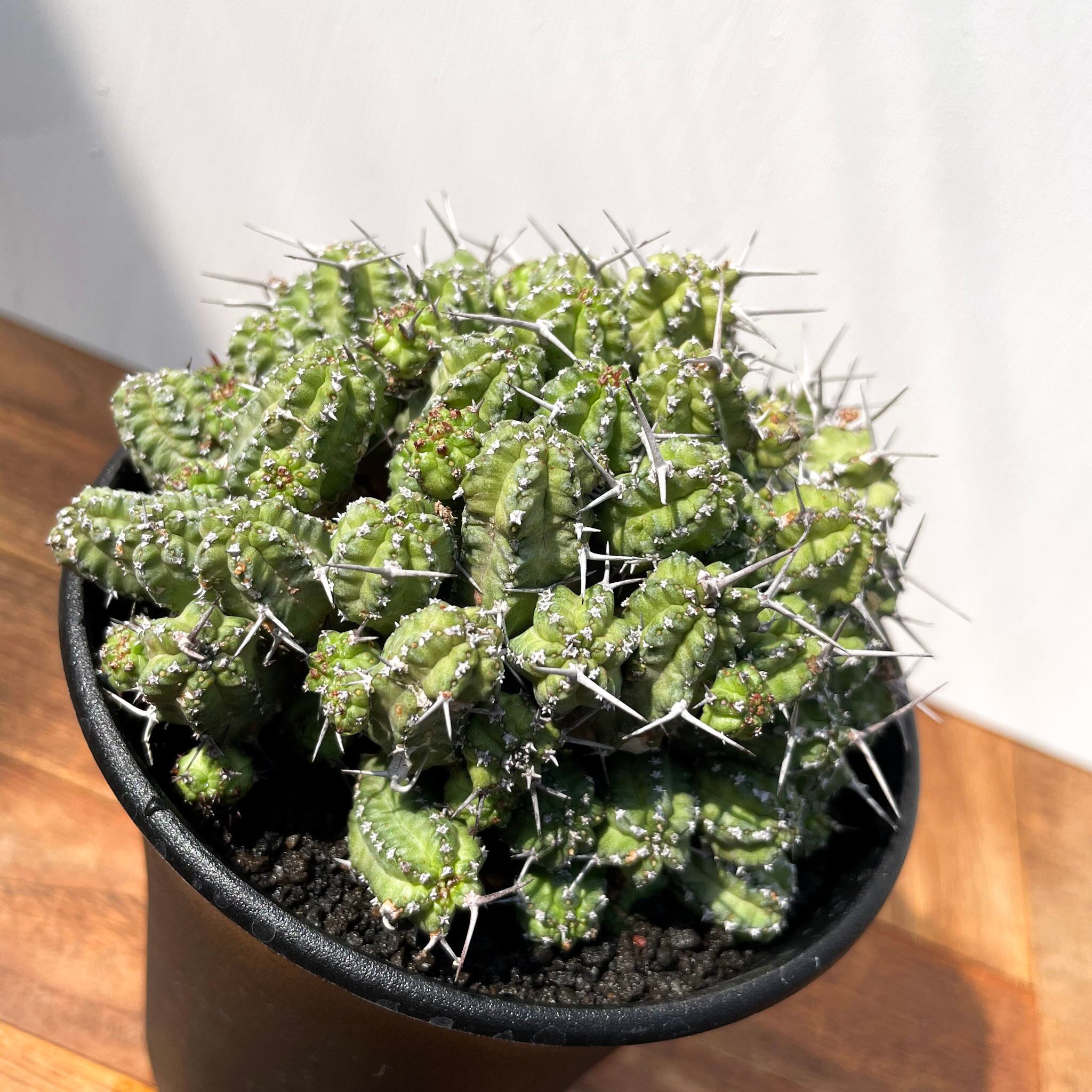 Euphorbia phillipsiae【ユーフォルビア・フィリプシアエ】 | RIMO'S