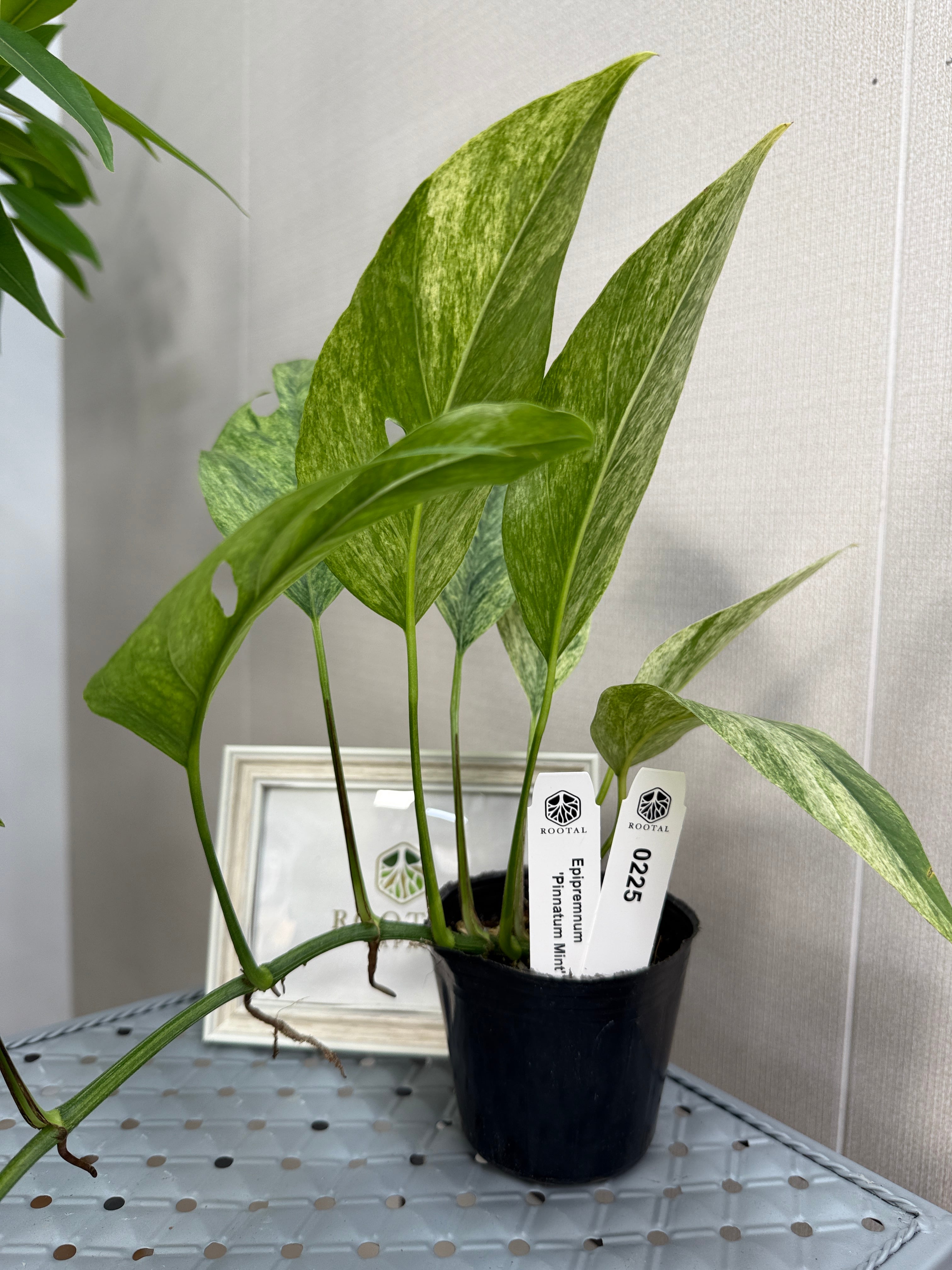 エピプレナム ピナツム ミント(3号) No,225