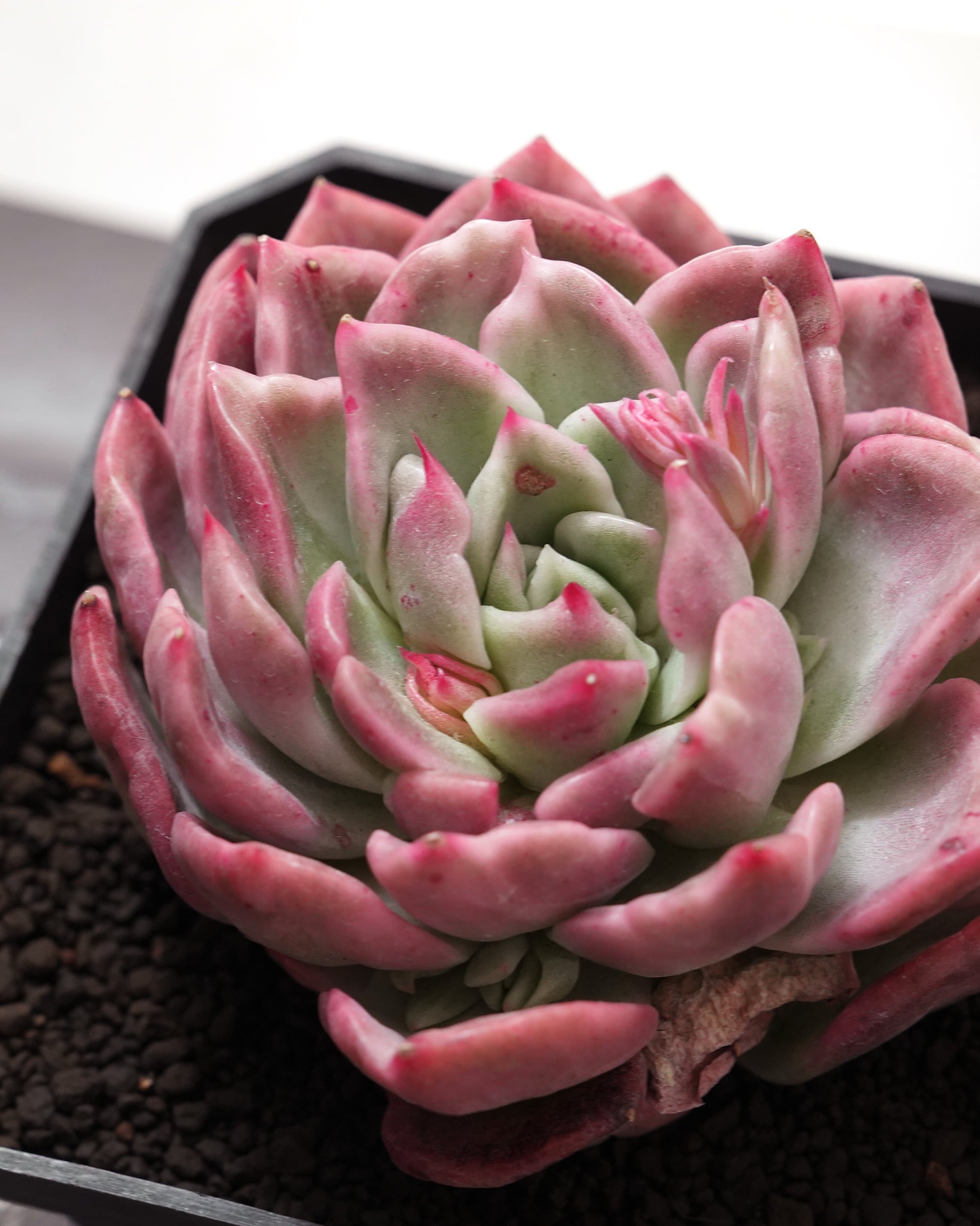 発根済カット苗 フロリディティール錦 Echeveria 'Floridity