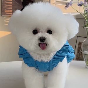 猫 ドッグ 小型犬 ドッグウェア 室内着 ドレス ワンピース セミフレア フリル エンジェル レース かわいい きれいめ シンプル 上品 おしゃれ レトロ 個性的 エレガント モダン ラブリー キュート ゴシック プリンセス フェアリー ラグジュアリー ベーシック シンプル 無地 春 夏 ロングシーズン サマーシーズン 女の子 成犬 デート お出かけ お泊まり パーティー イベント 旅行 公園 休日 記念日 カフェ 朝 散歩 ウォーキング 室内 XXS XS S M L XL 2XL 3XL ブルー