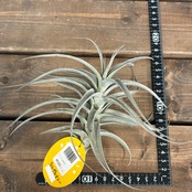 チランジア　ウェルデルマニー【894】