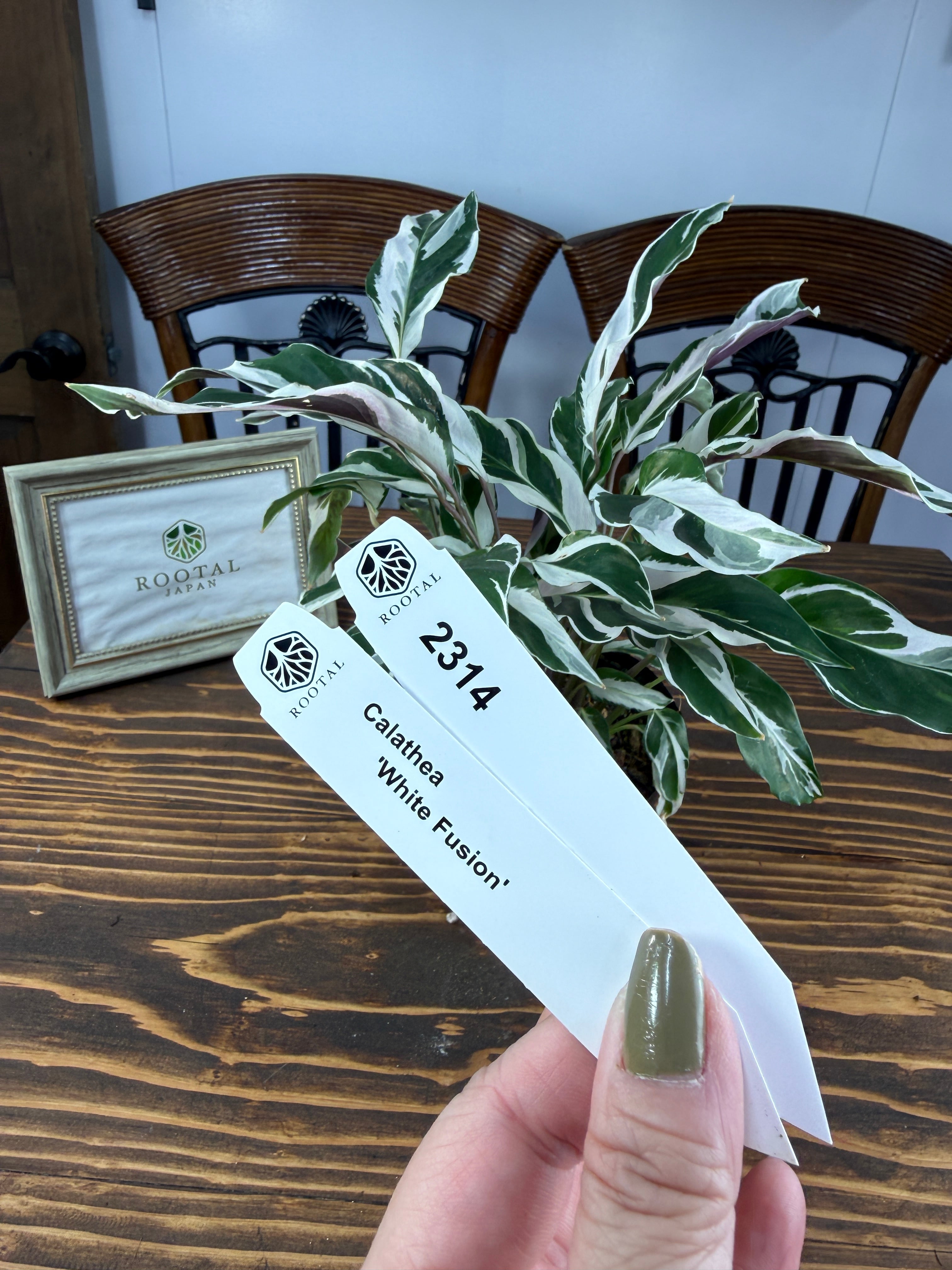 ★2314 カラテア ホワイトフュージョン(3.5号ポット)