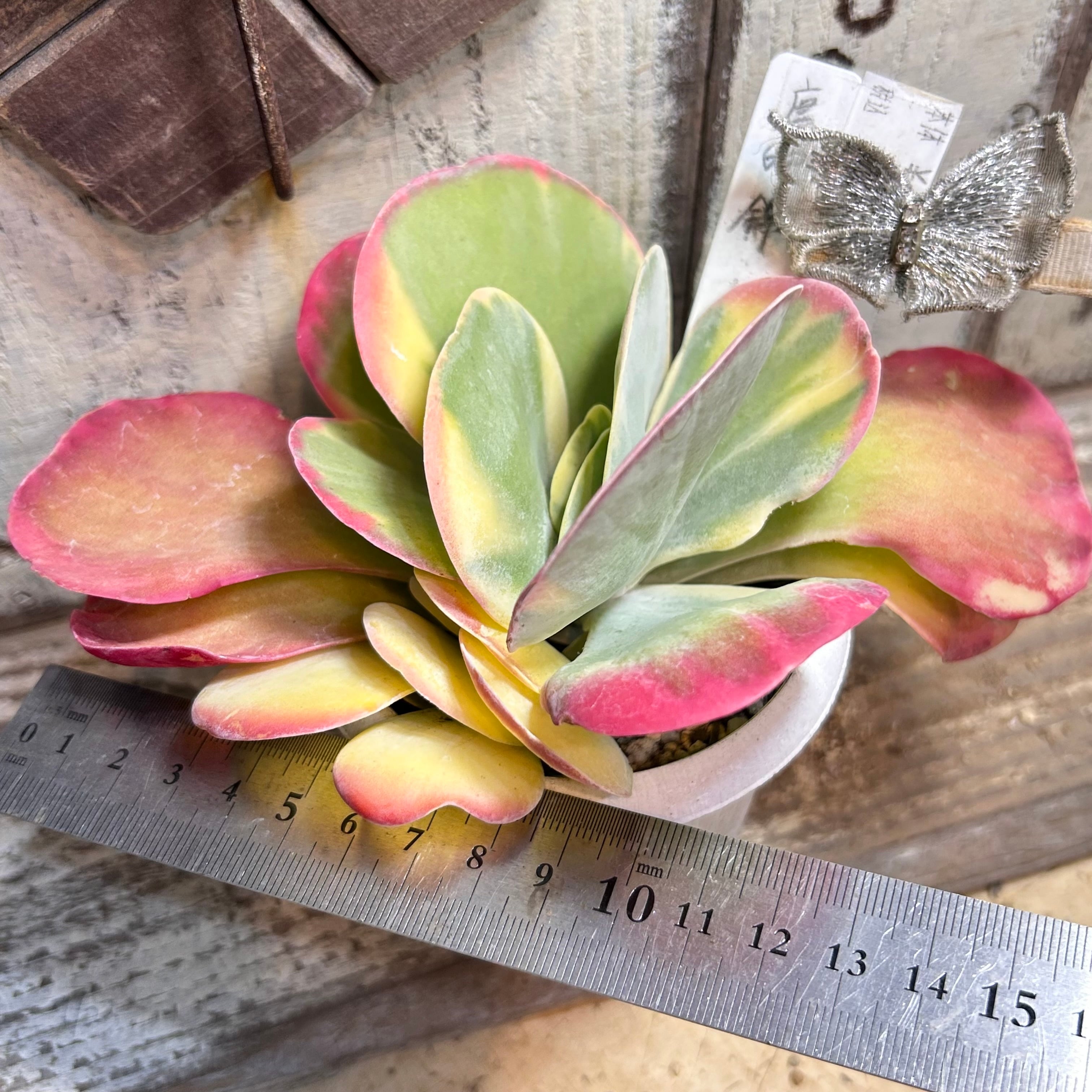 錦 | RuPo 多肉植物専門店