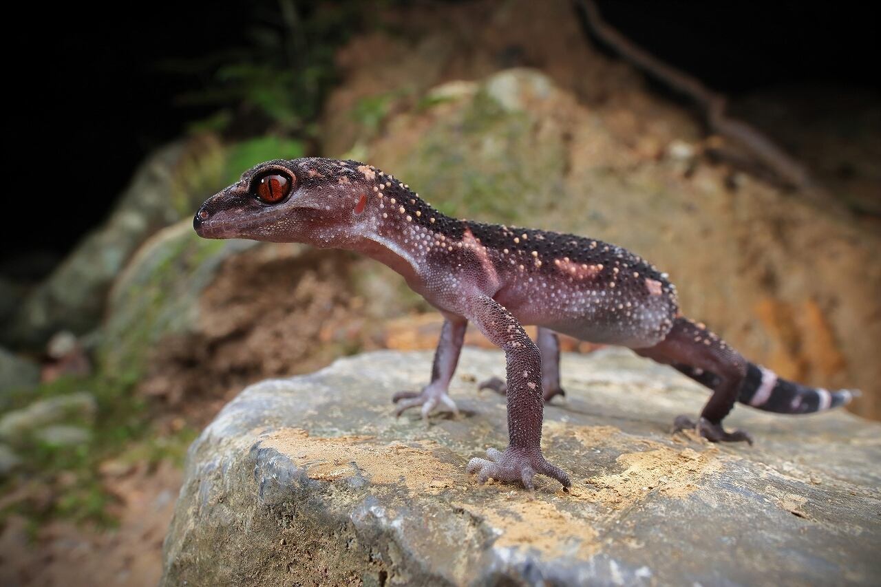 受注生産】クロイワトカゲモドキ A2サイズ写真パネル | Soil Fauna