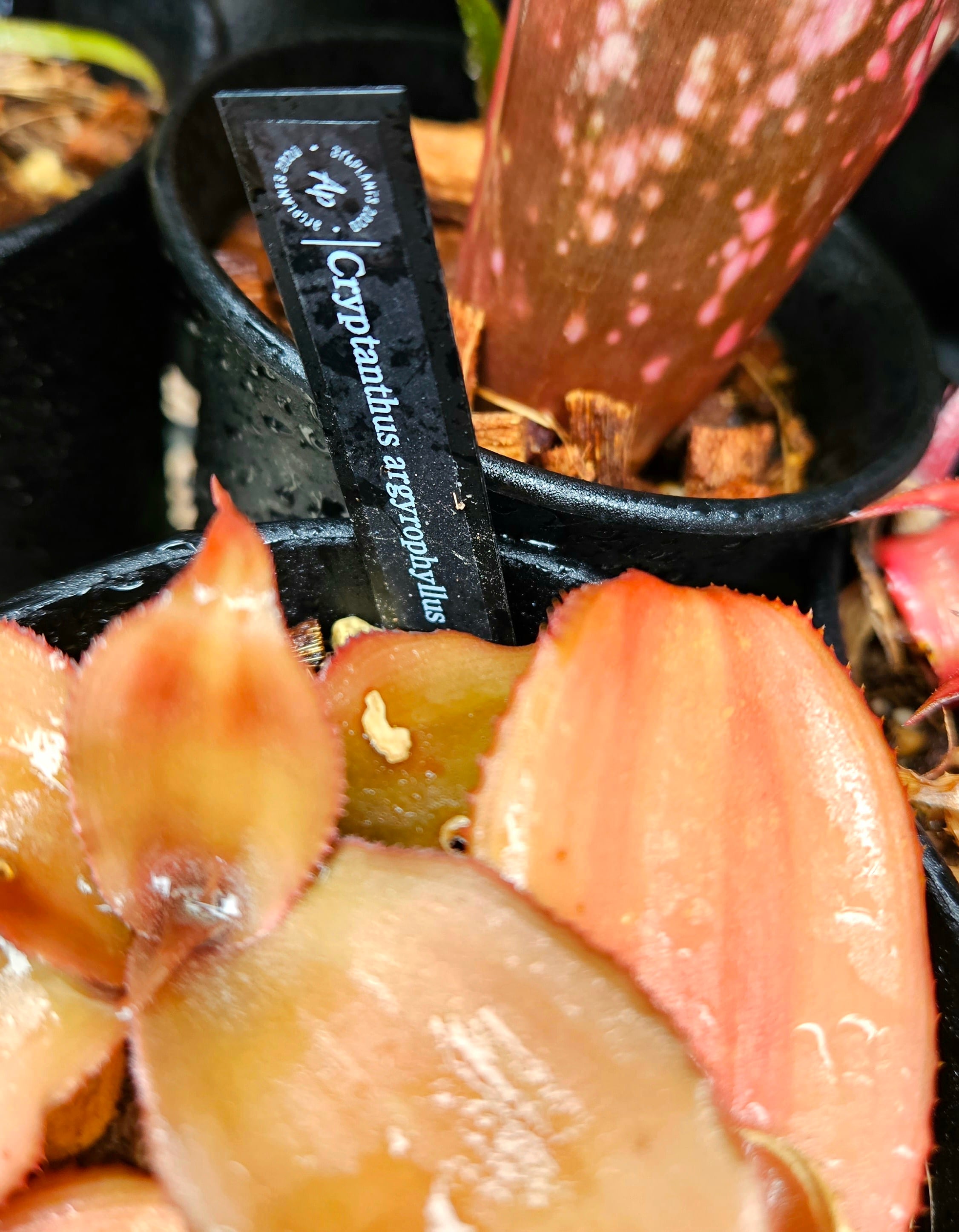 Cryptanthus argyrophyllus 【artPLANTs】クリプタンサス/ブロメリア