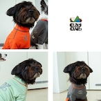 【puppygallery公式】Essential Training Suit (Short ) XL-2XL