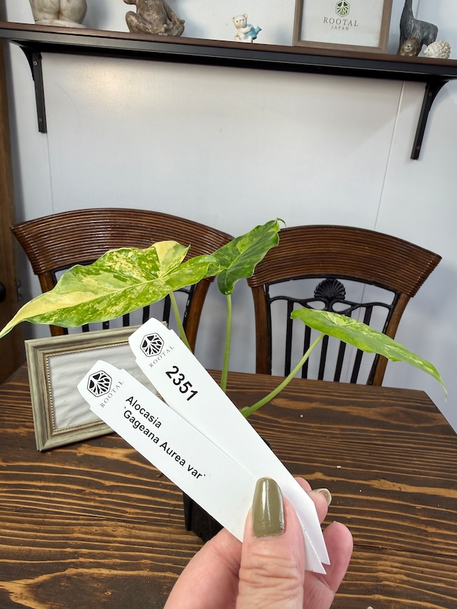 ★2351【光彩で魅せる美斑】アロカシア　ガゲアナオーレア　バリエガータ（2.5号ロング硬質ポット）