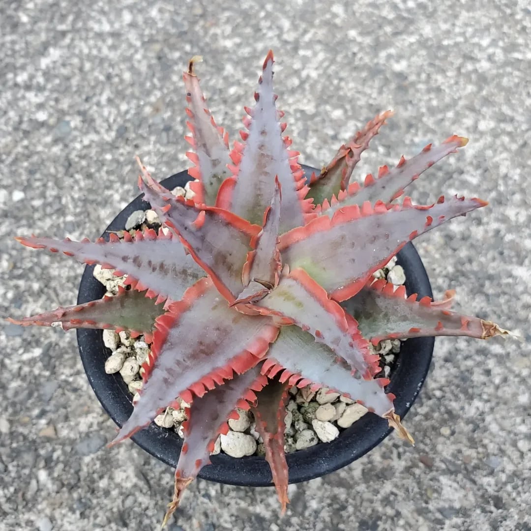 Aloe（アロエ） | レアプランツ通販サイトPlants Maniax（プランツ